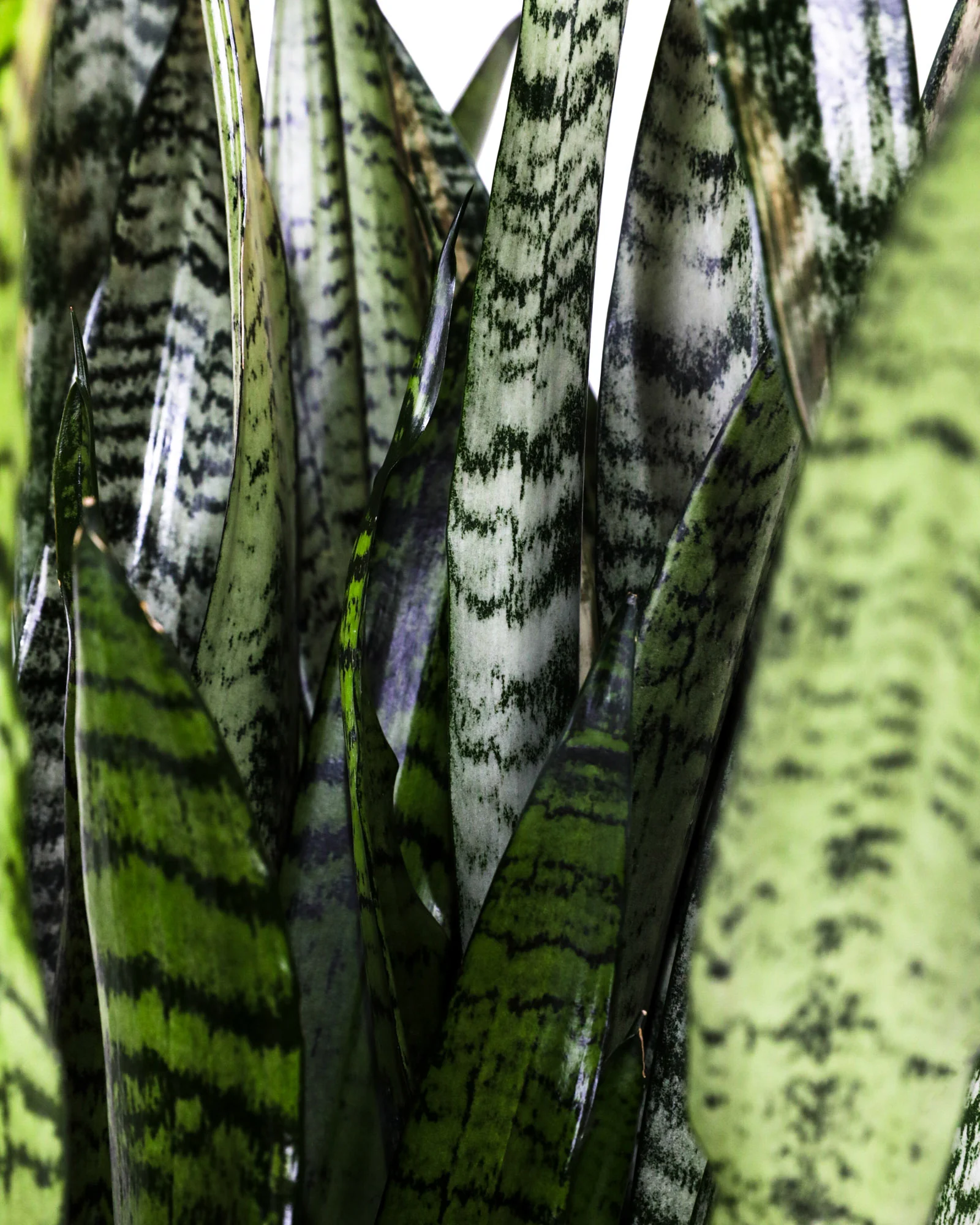 Sansevieria Zeylanica, Snake Plants - Image 5