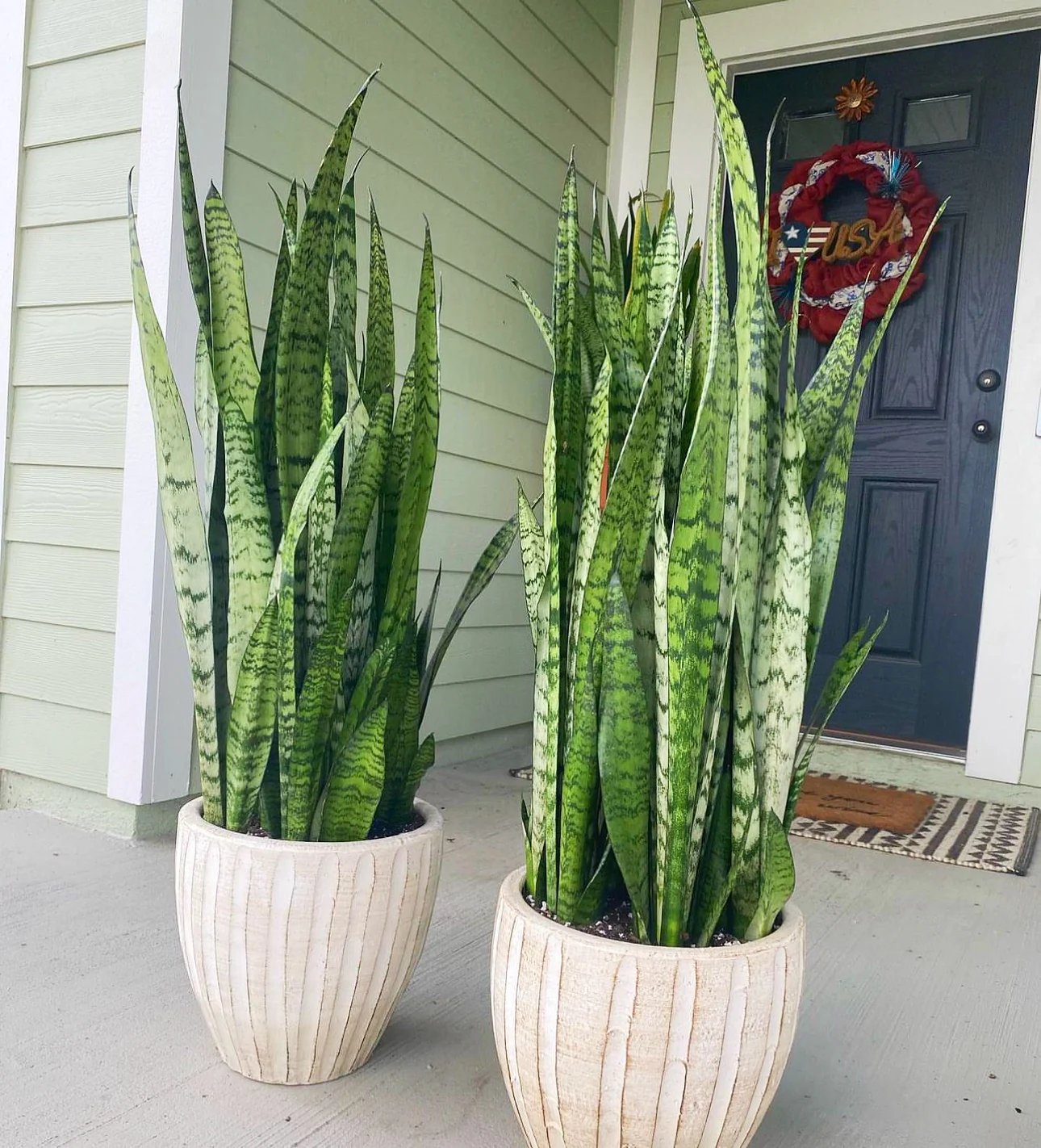 Sansevieria Zeylanica, Snake Plants - Image 7