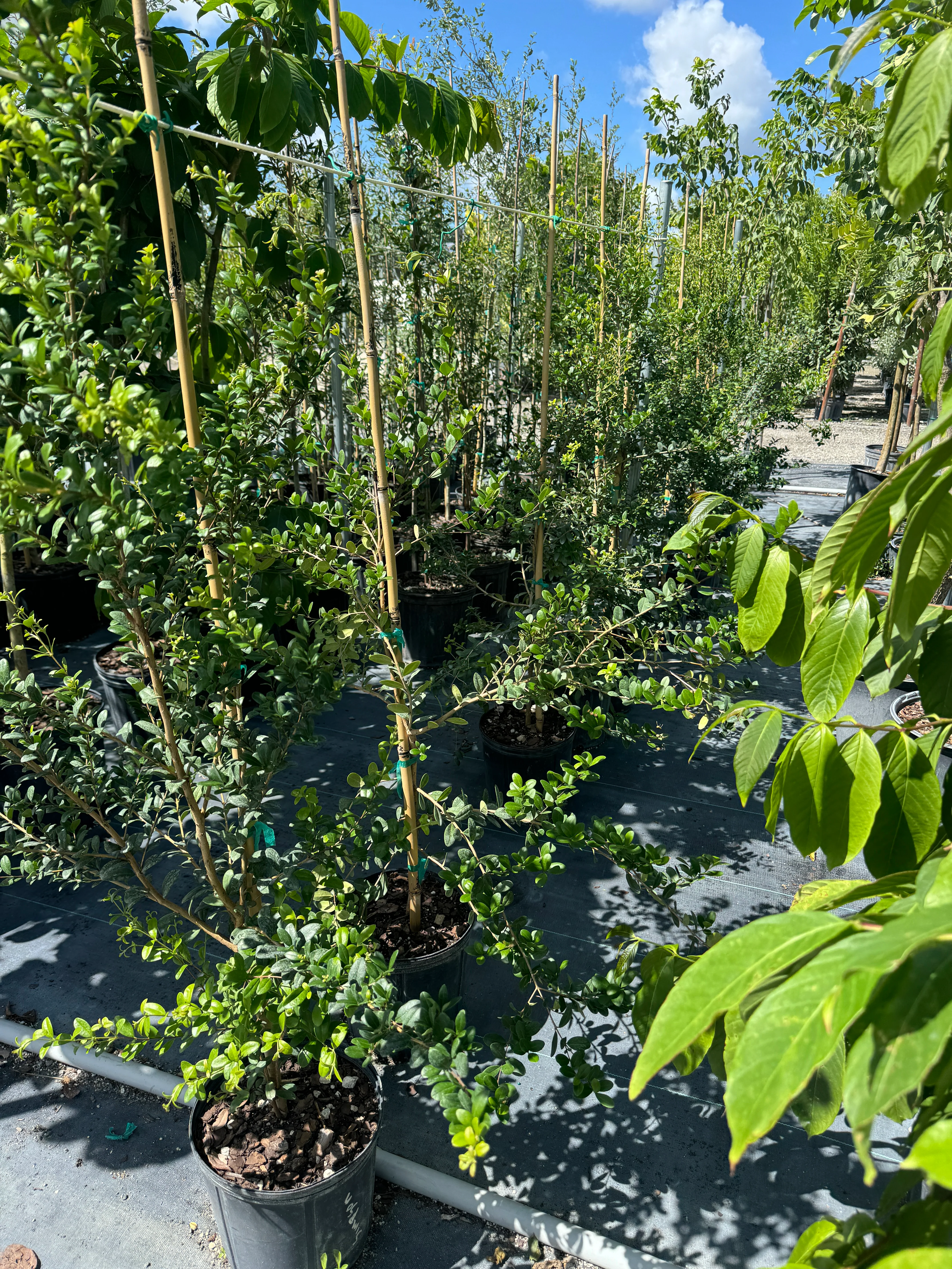 Simpson's Stopper Tree, Myrcianthes Fragrans - Image 4