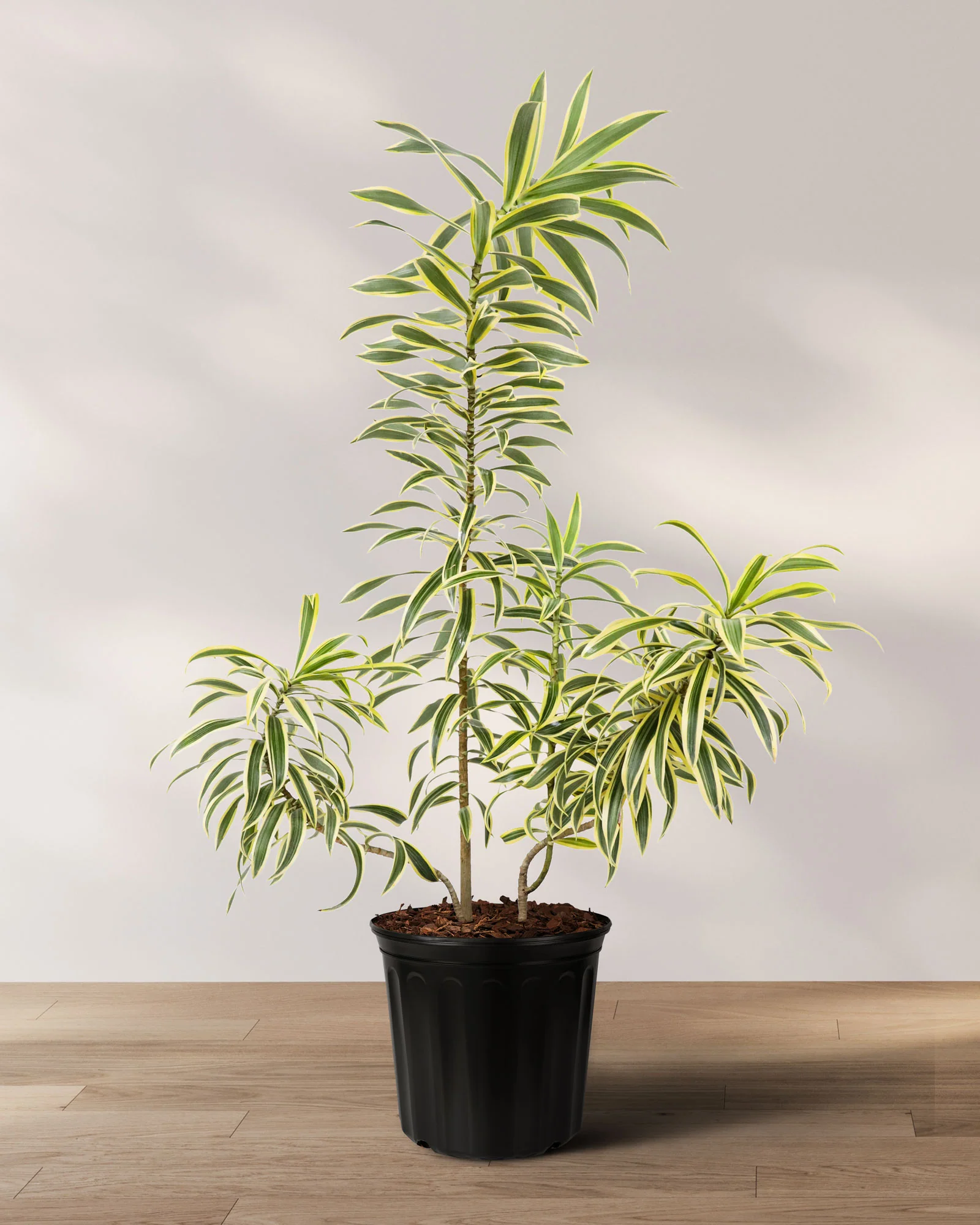 Song of India, Dracaena Reflexa Dragon Tree - Image 3