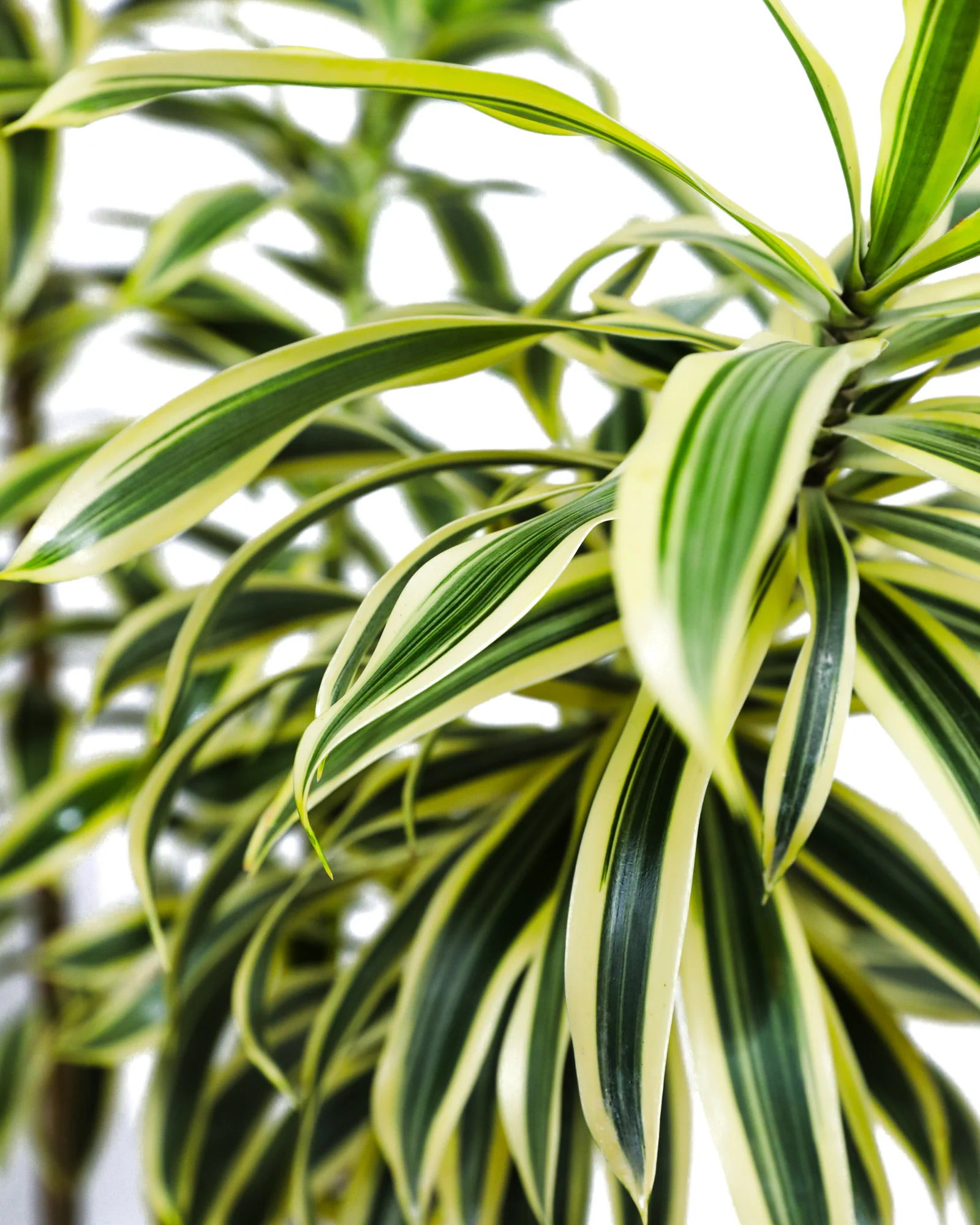 Song of India, Dracaena Reflexa Dragon Tree - Image 4