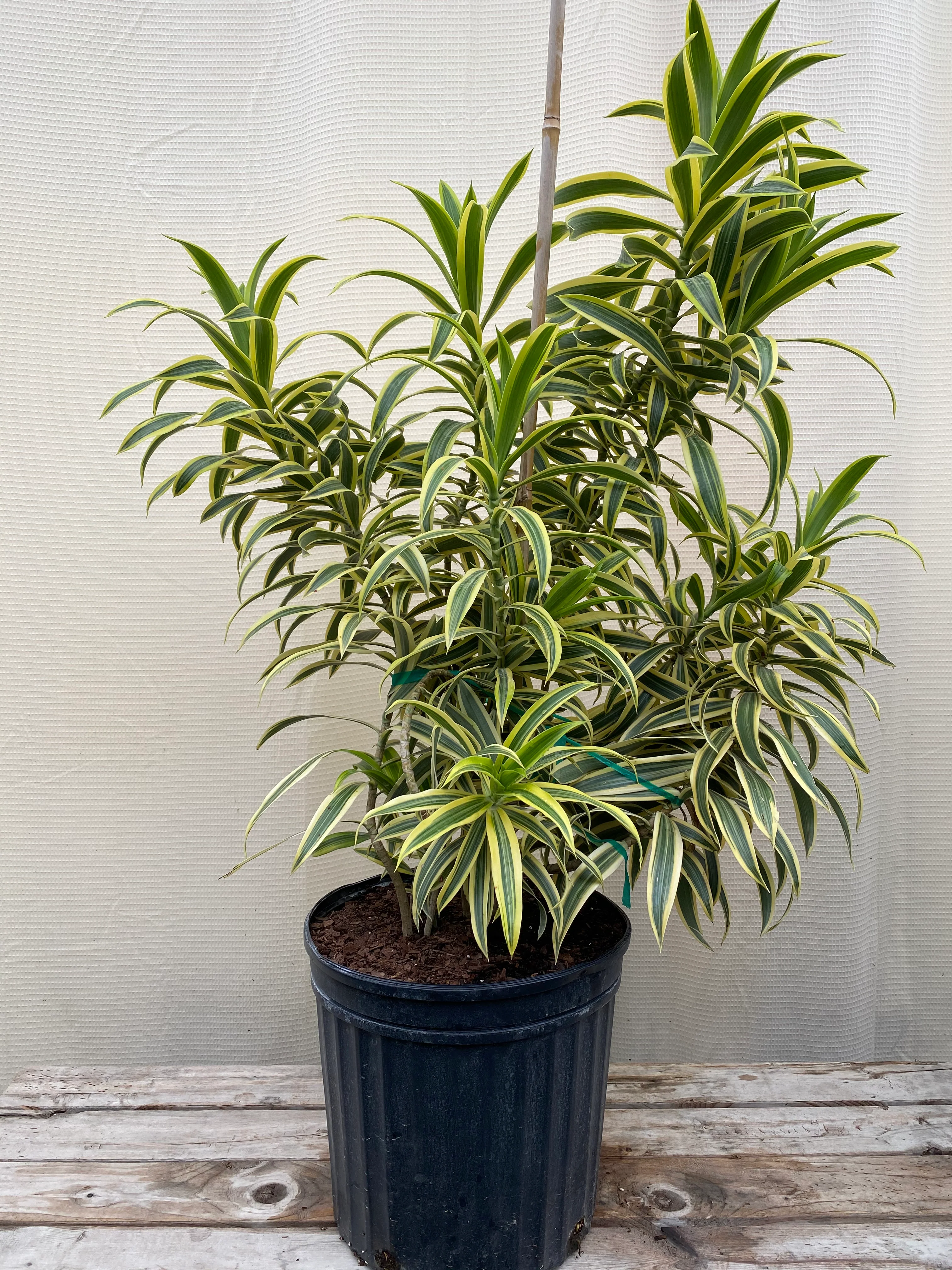 Song of India, Dracaena Reflexa Dragon Tree - Image 5