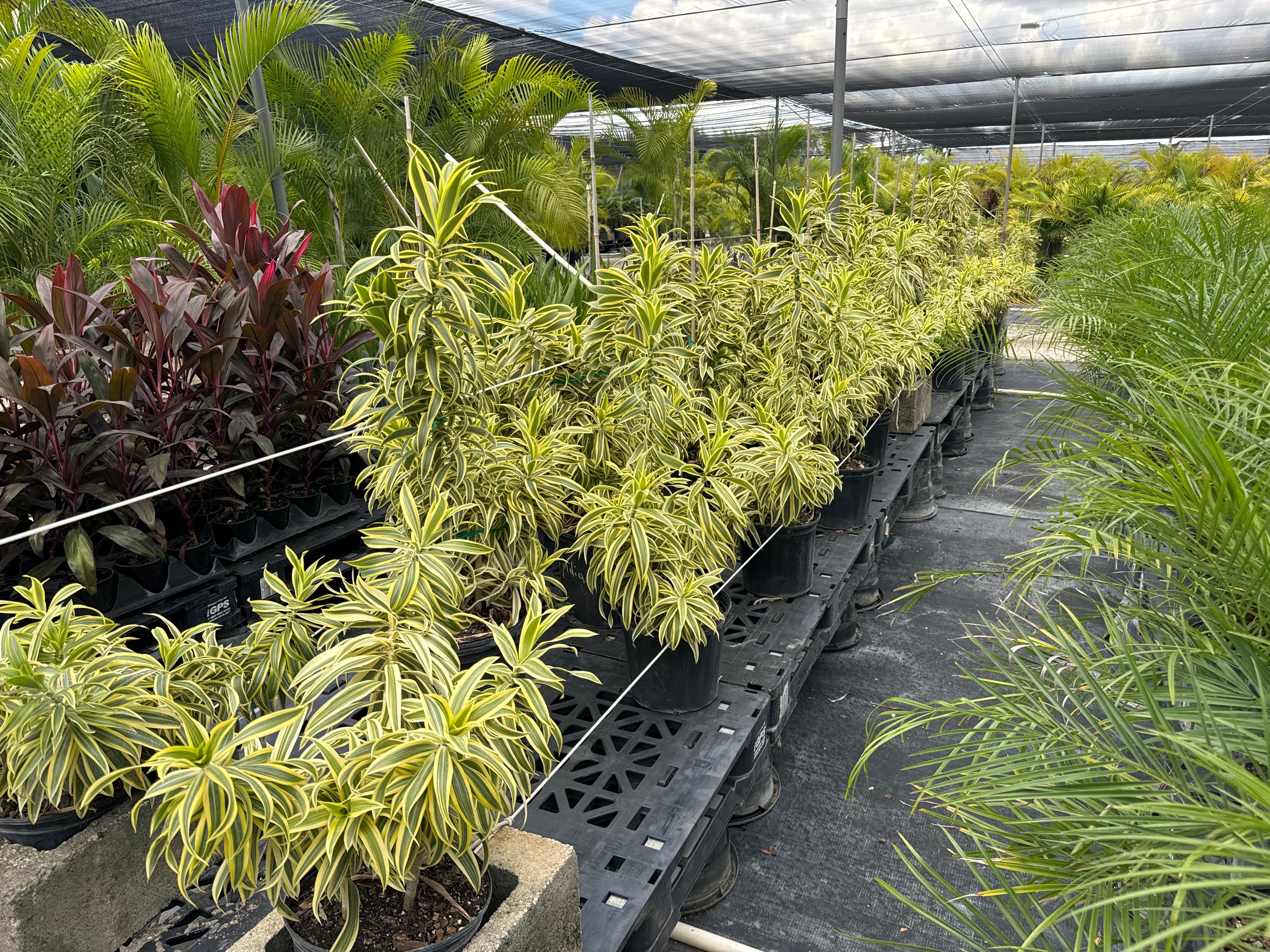 Song of India, Dracaena Reflexa Dragon Tree - Image 6