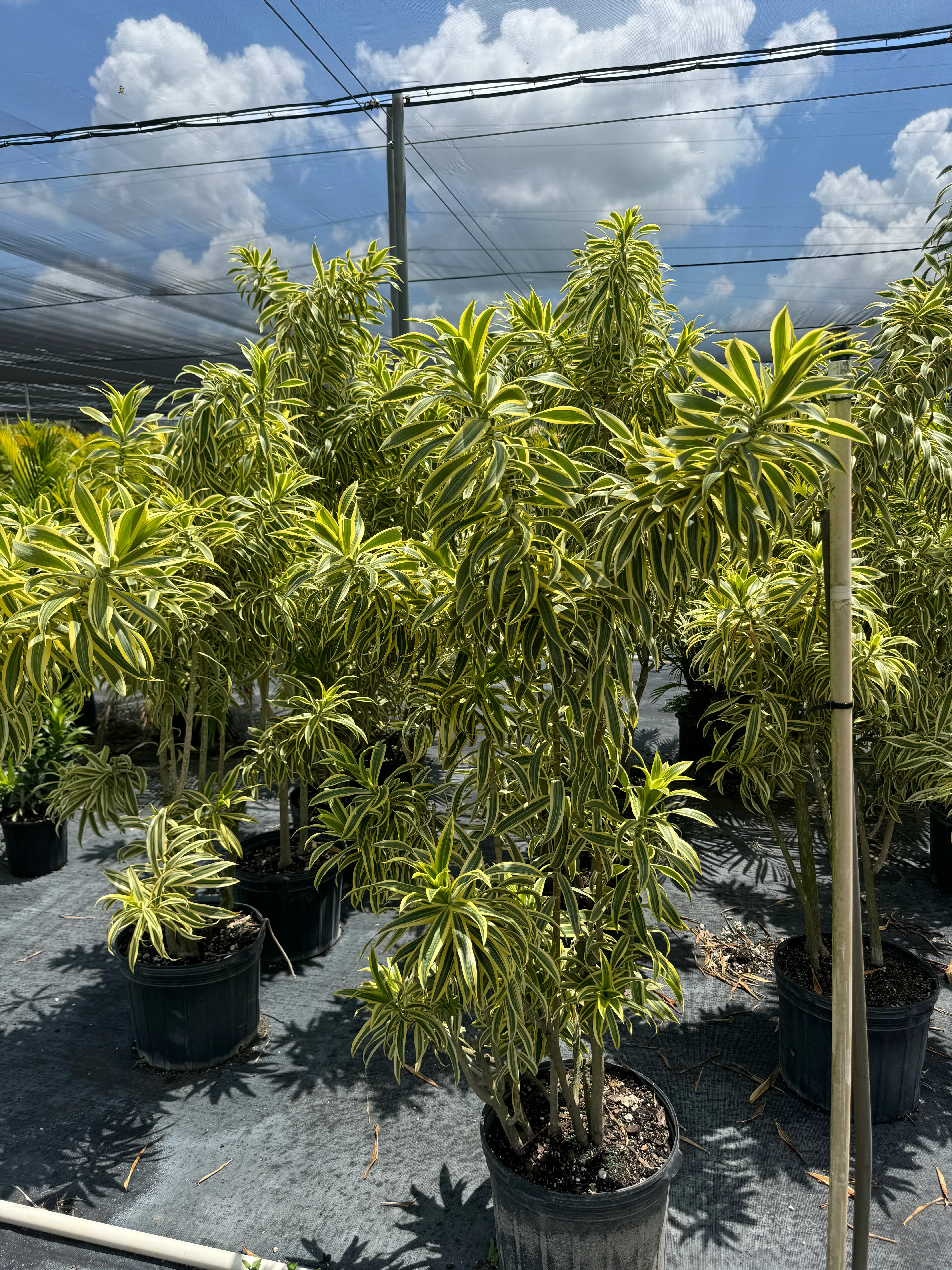 Song of India, Dracaena Reflexa Dragon Tree - Image 7