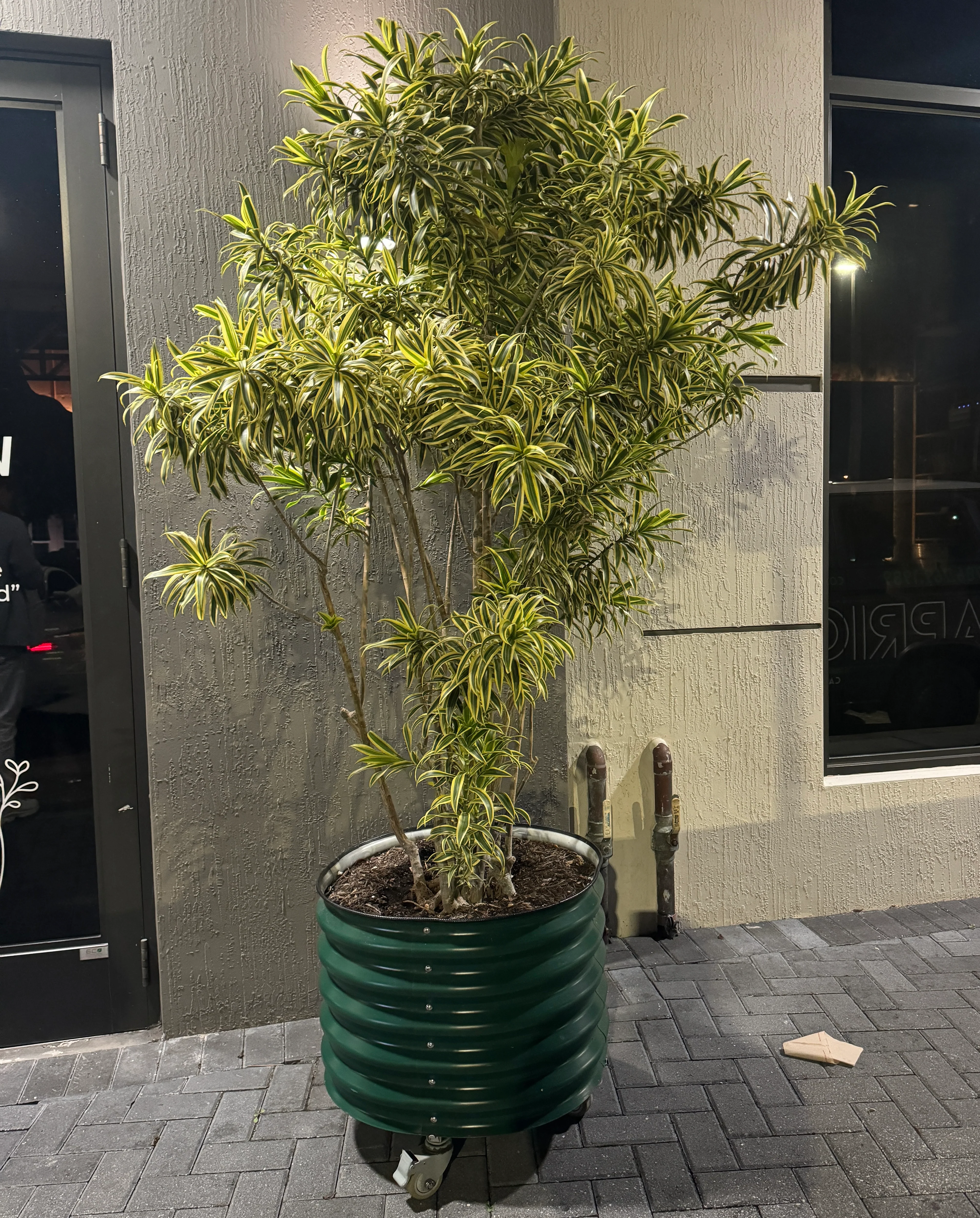 Song of India, Dracaena Reflexa Dragon Tree - Image 9