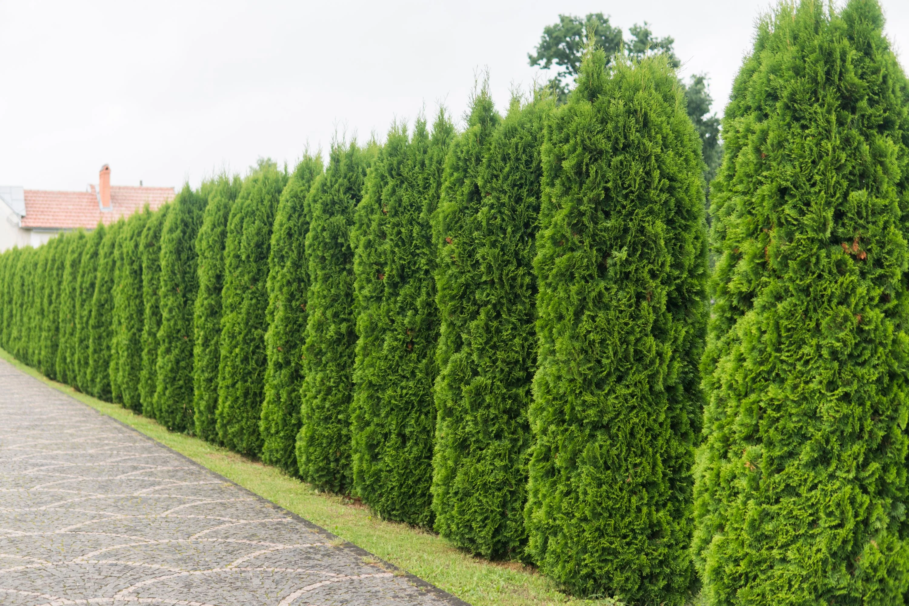 Thuja Green Giant Arborvitae - Image 3