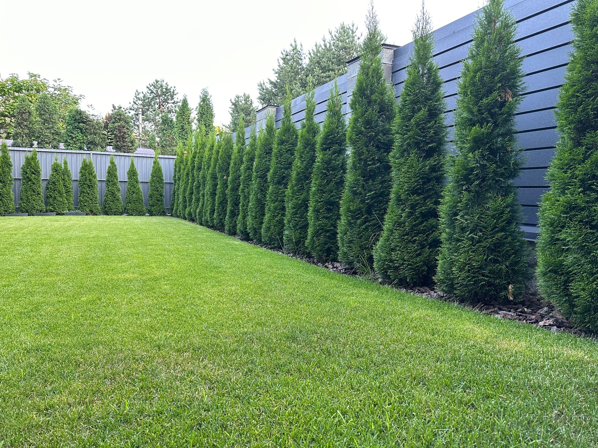 Thuja Green Giant Arborvitae - Image 4