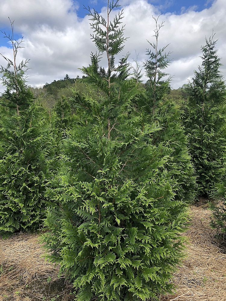 Thuja Green Giant Arborvitae - Image 5
