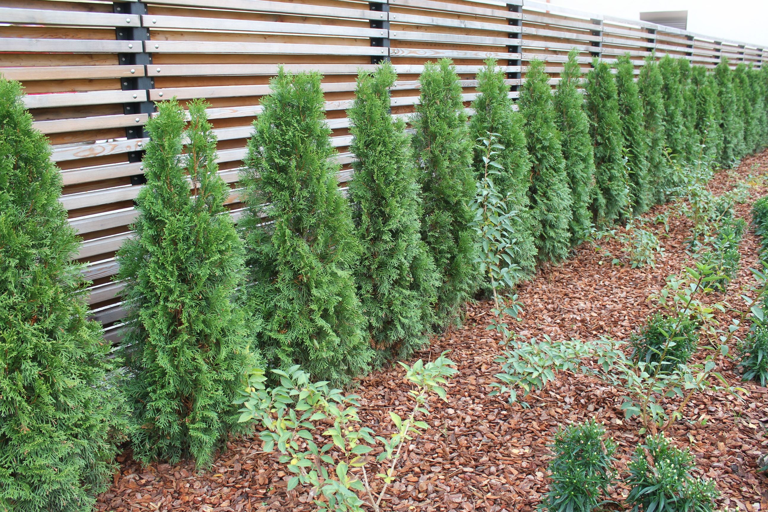 Thuja Green Giant Arborvitae - Image 6