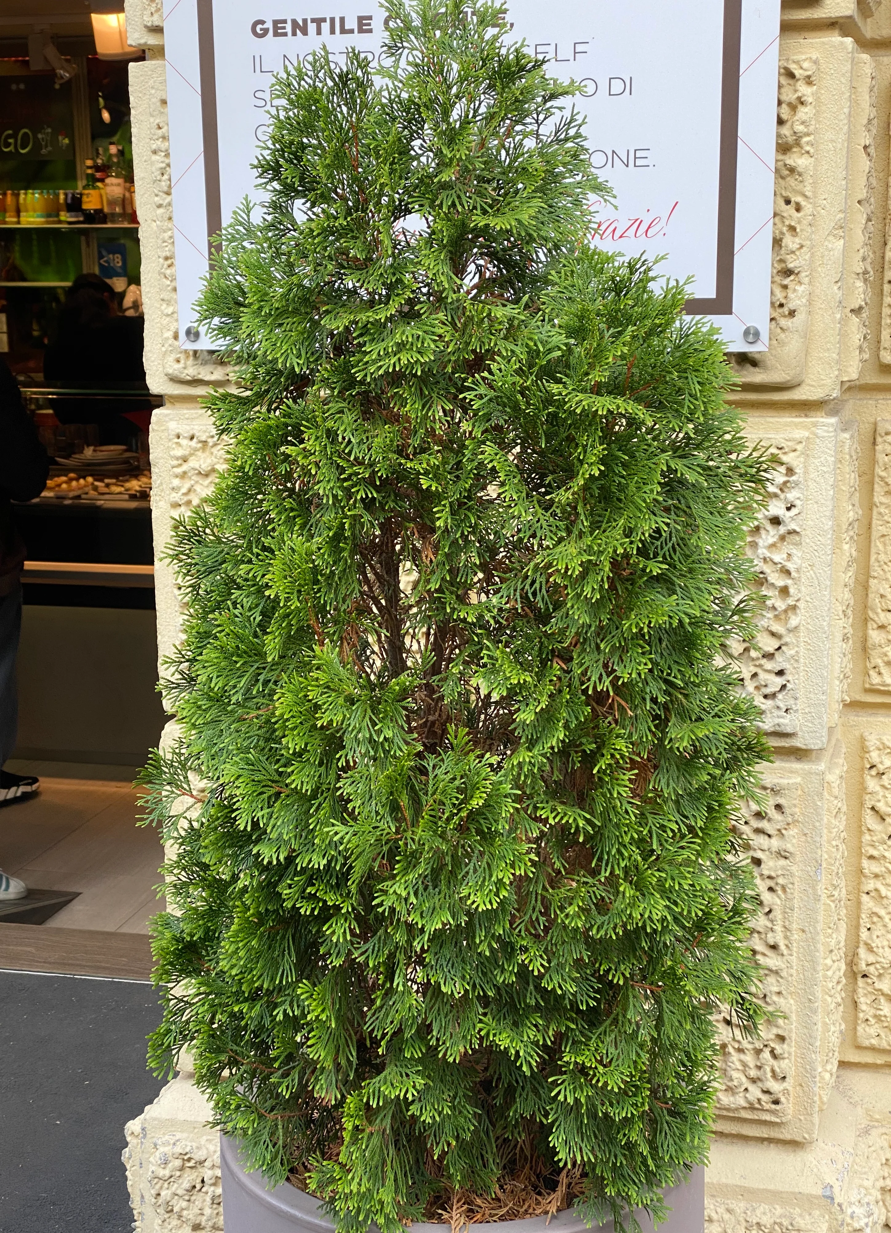 Thuja Green Giant Arborvitae - Image 9