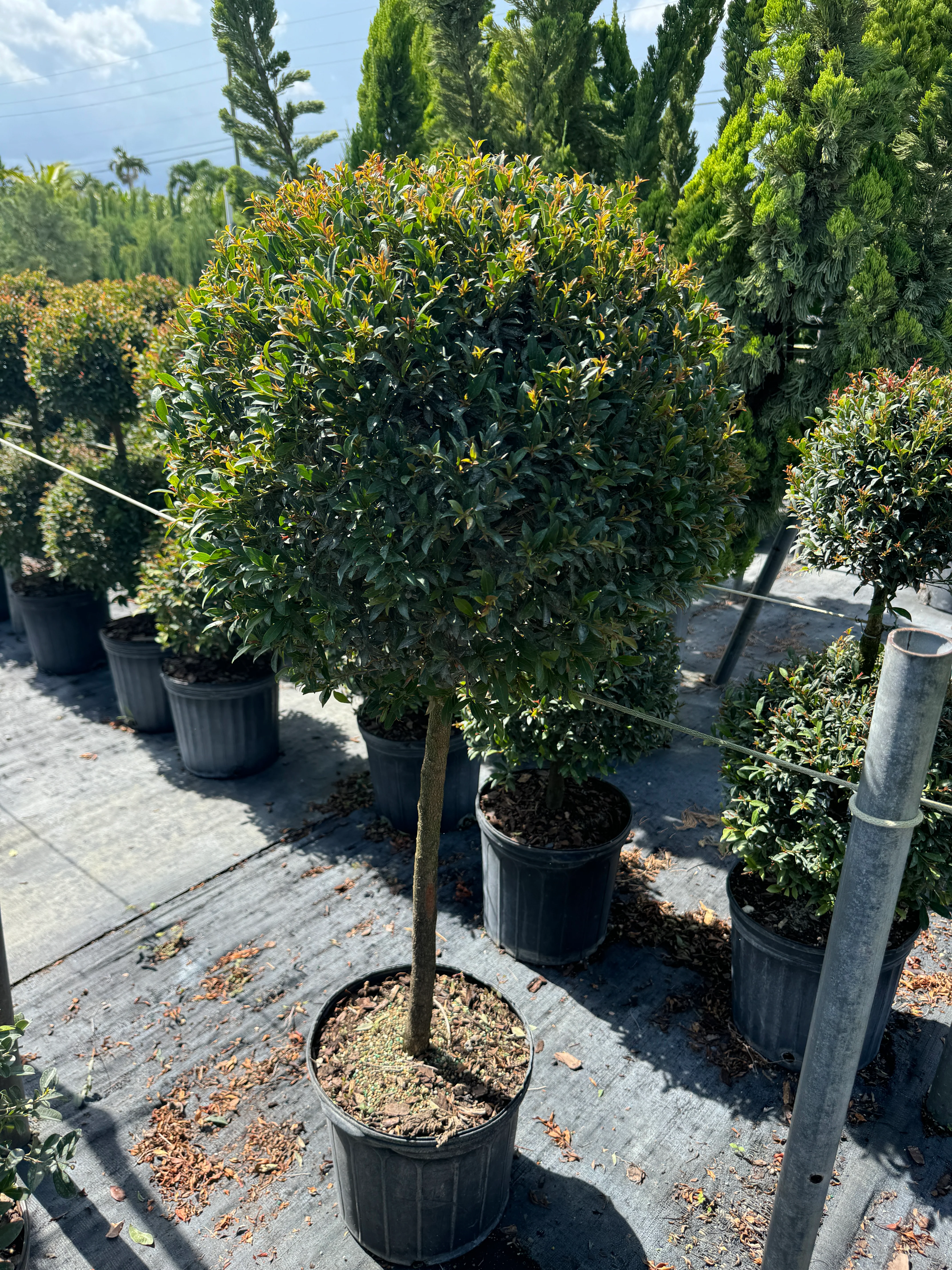 Topiary Eugenia 1-Ball Tree Form - Image 3