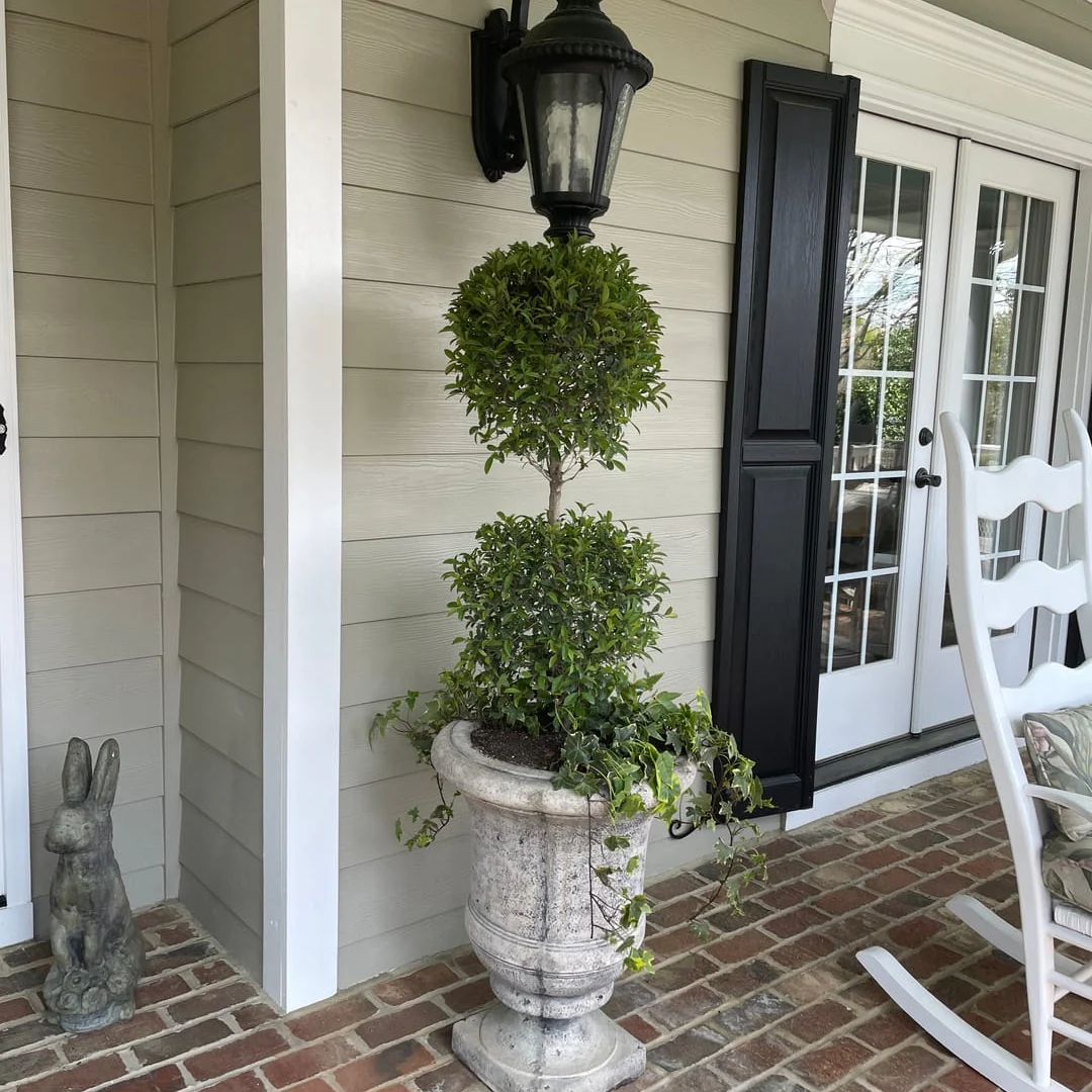 Topiary Eugenia 2-Ball Tree Form - Image 3