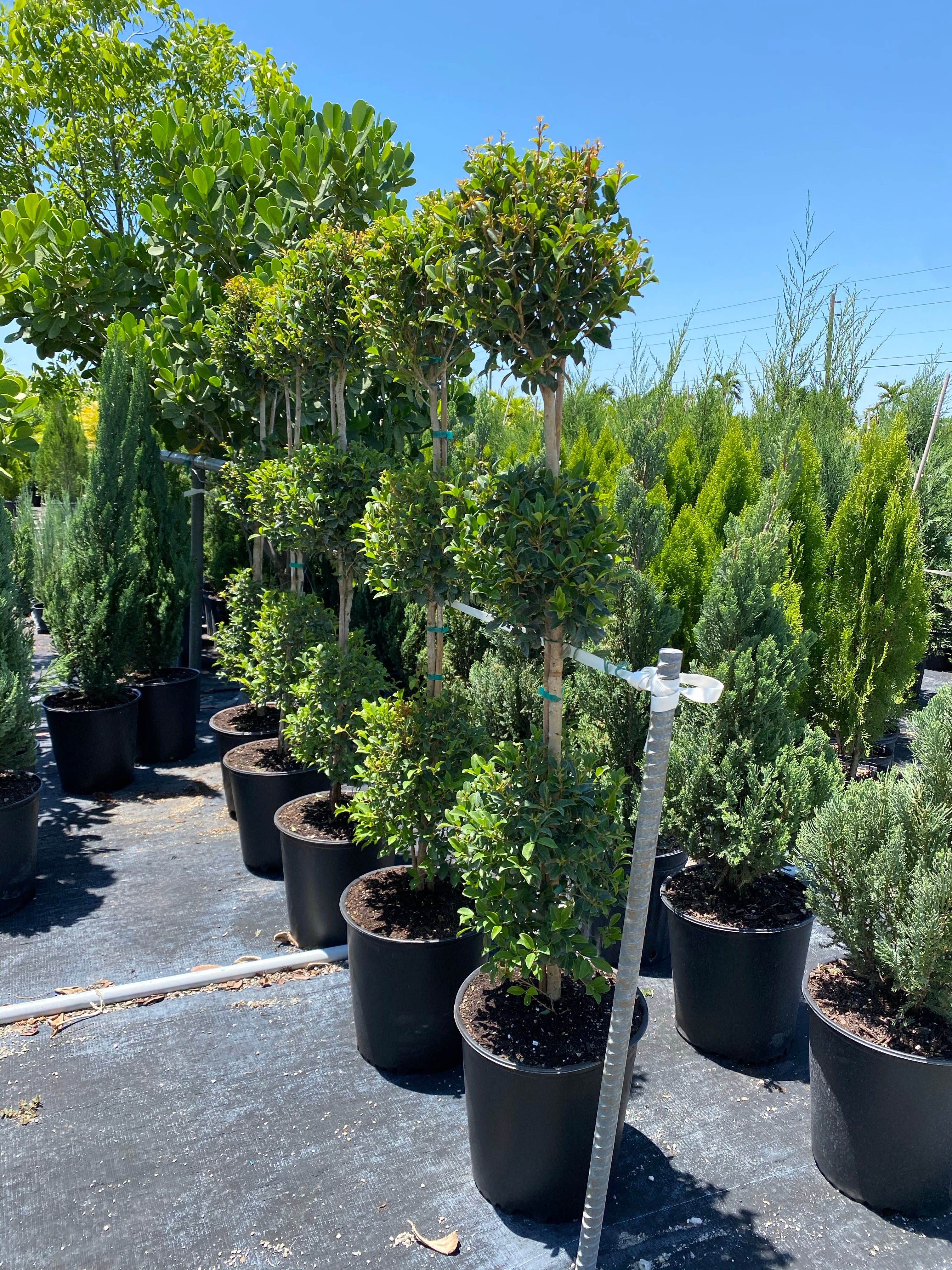 Topiary Eugenia 3-Ball Tree Form - Image 7