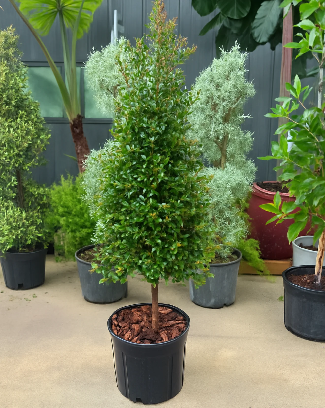 Topiary Eugenia Cone, Tree Form - Image 3