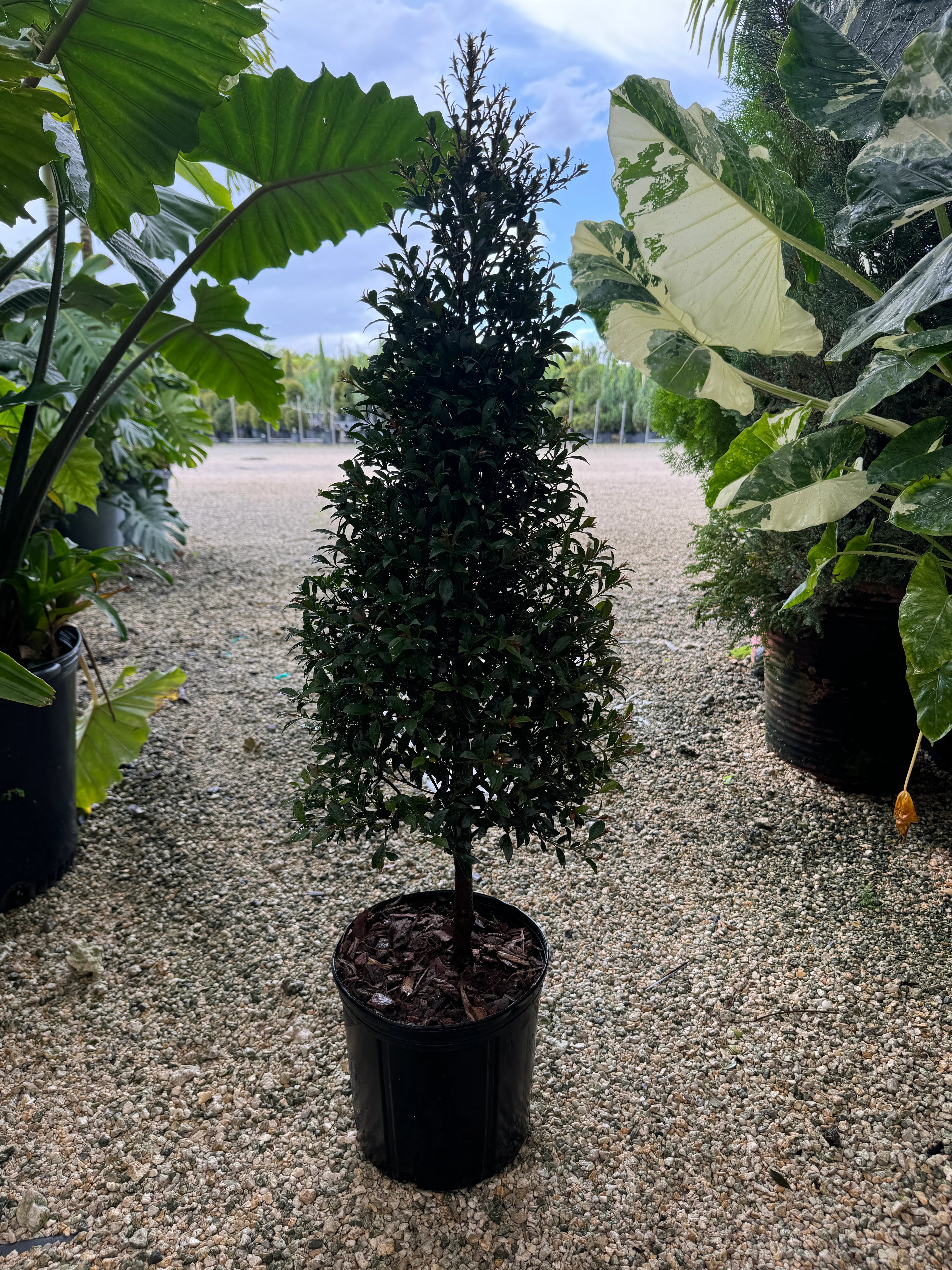 Topiary Eugenia Cone, Tree Form - Image 4