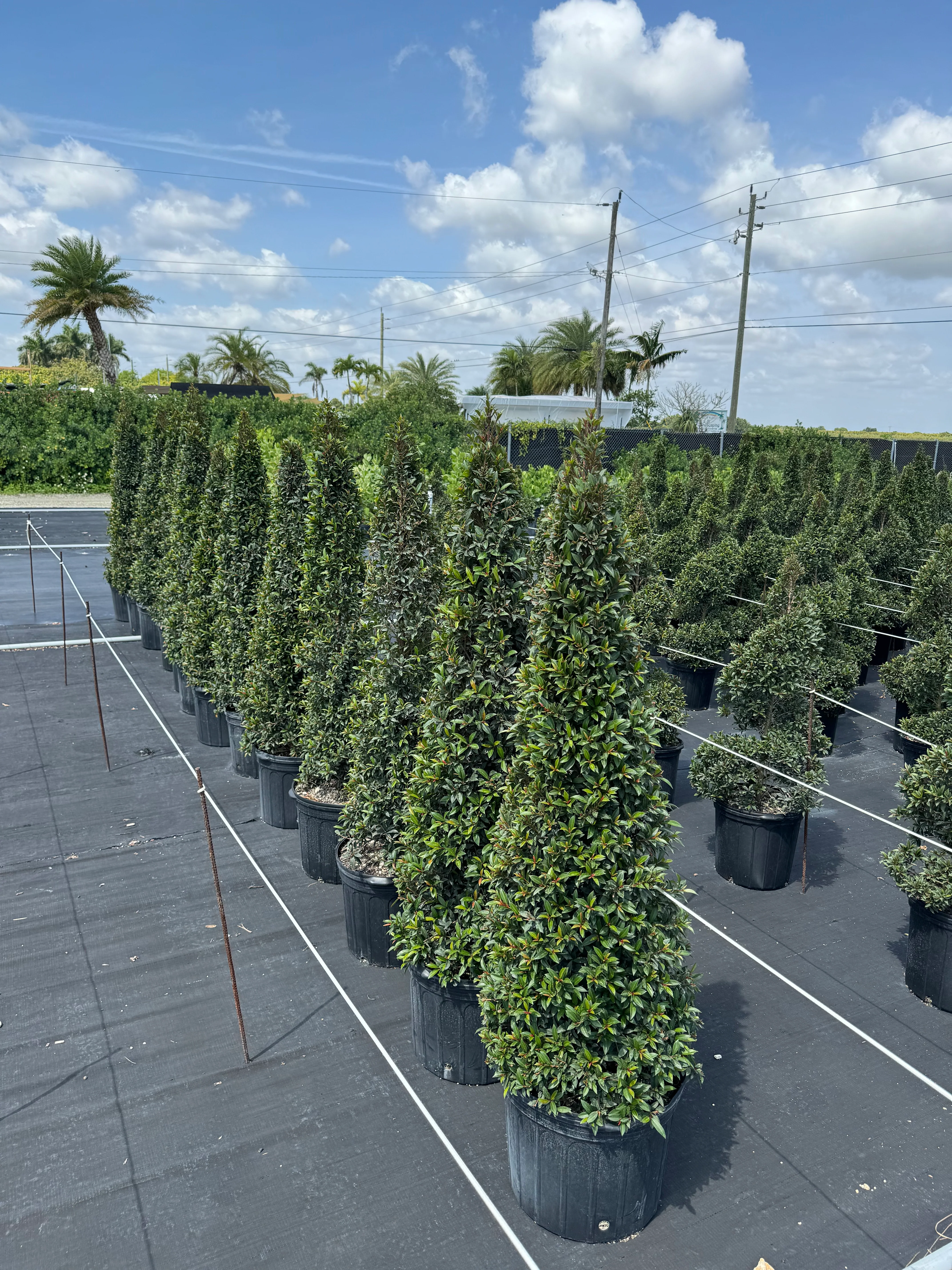 Topiary Eugenia Cone, Pyramid Tree - Image 8