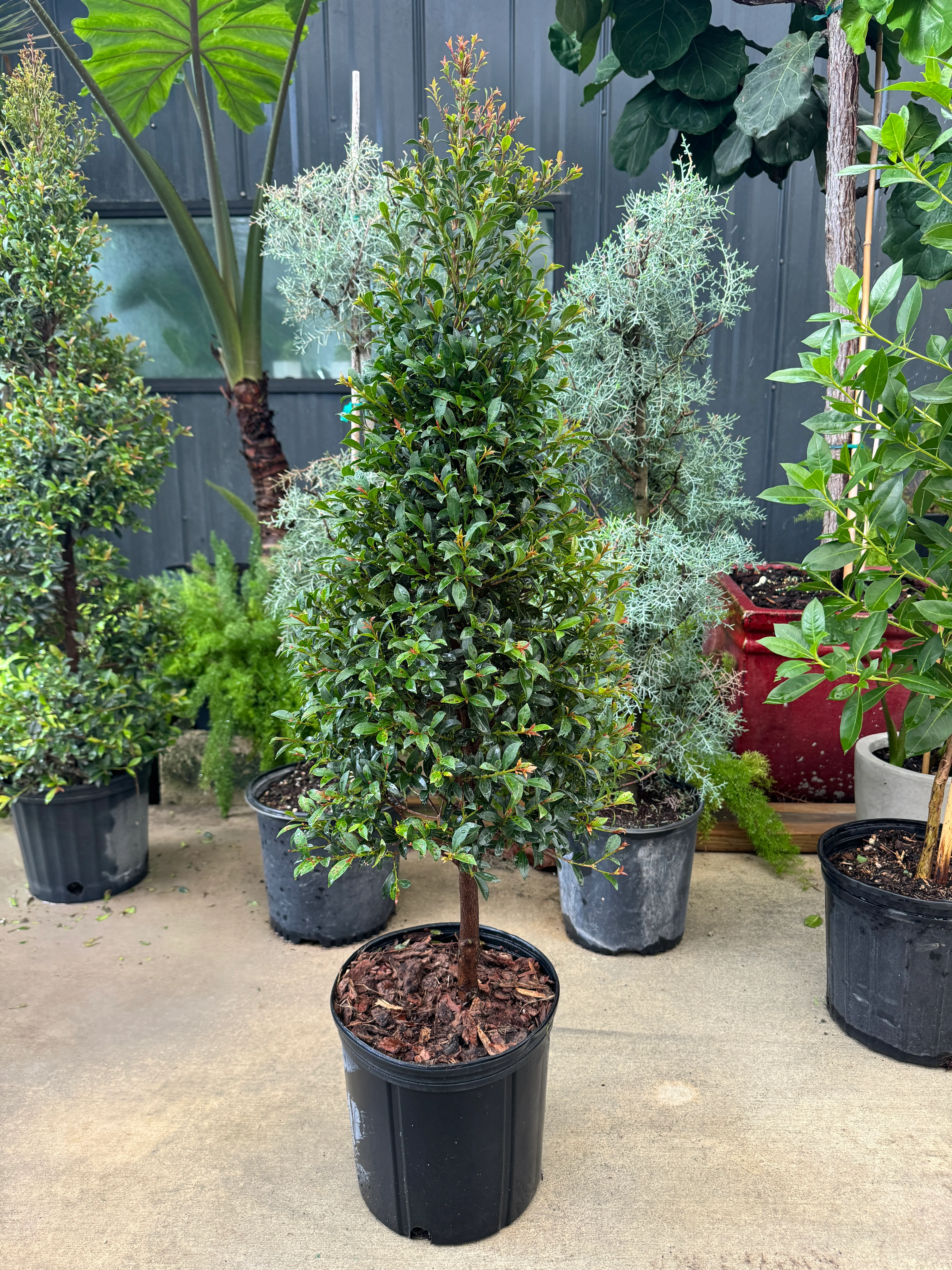 Topiary Eugenia Cone, Tree Form - Image 6