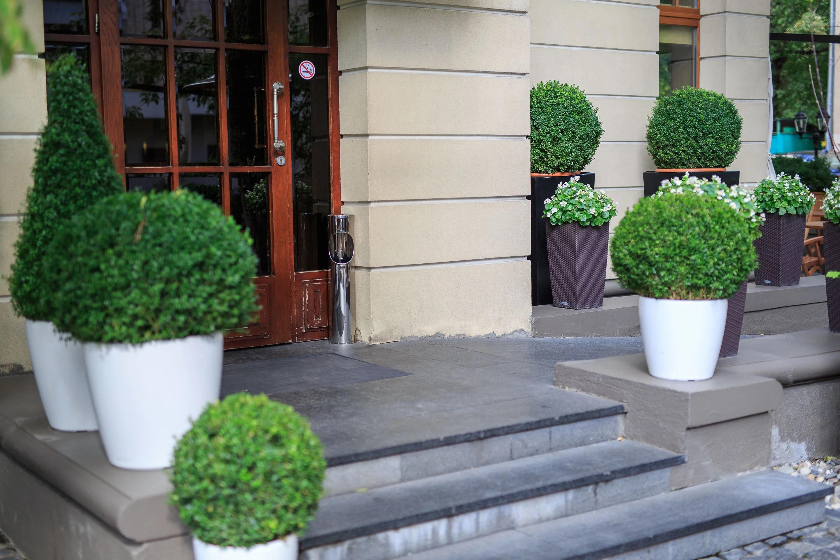 Topiary Eugenia Globulus Sphere Tree - Image 6