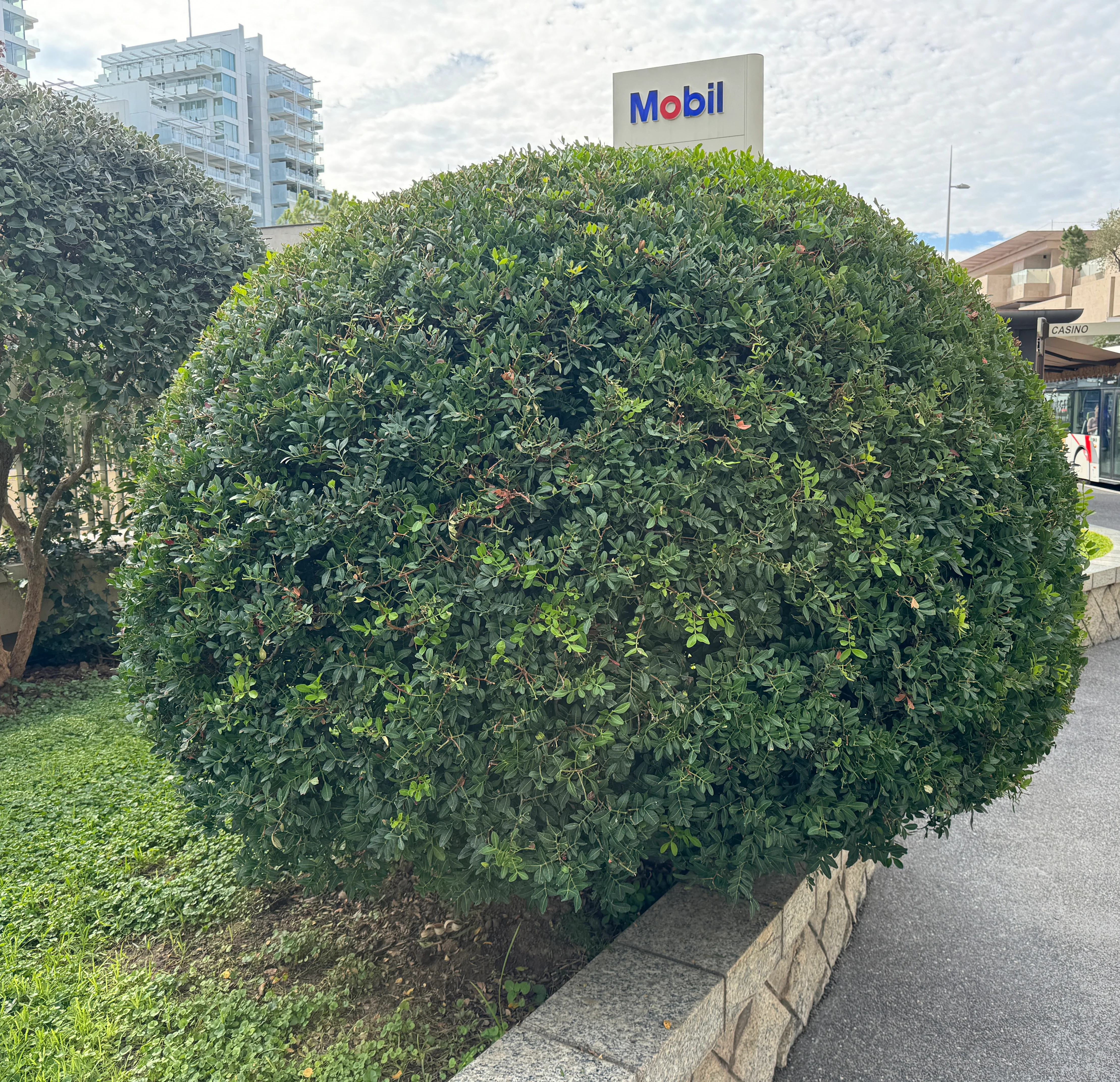 Topiary Eugenia Globulus Sphere Tree - Image 8