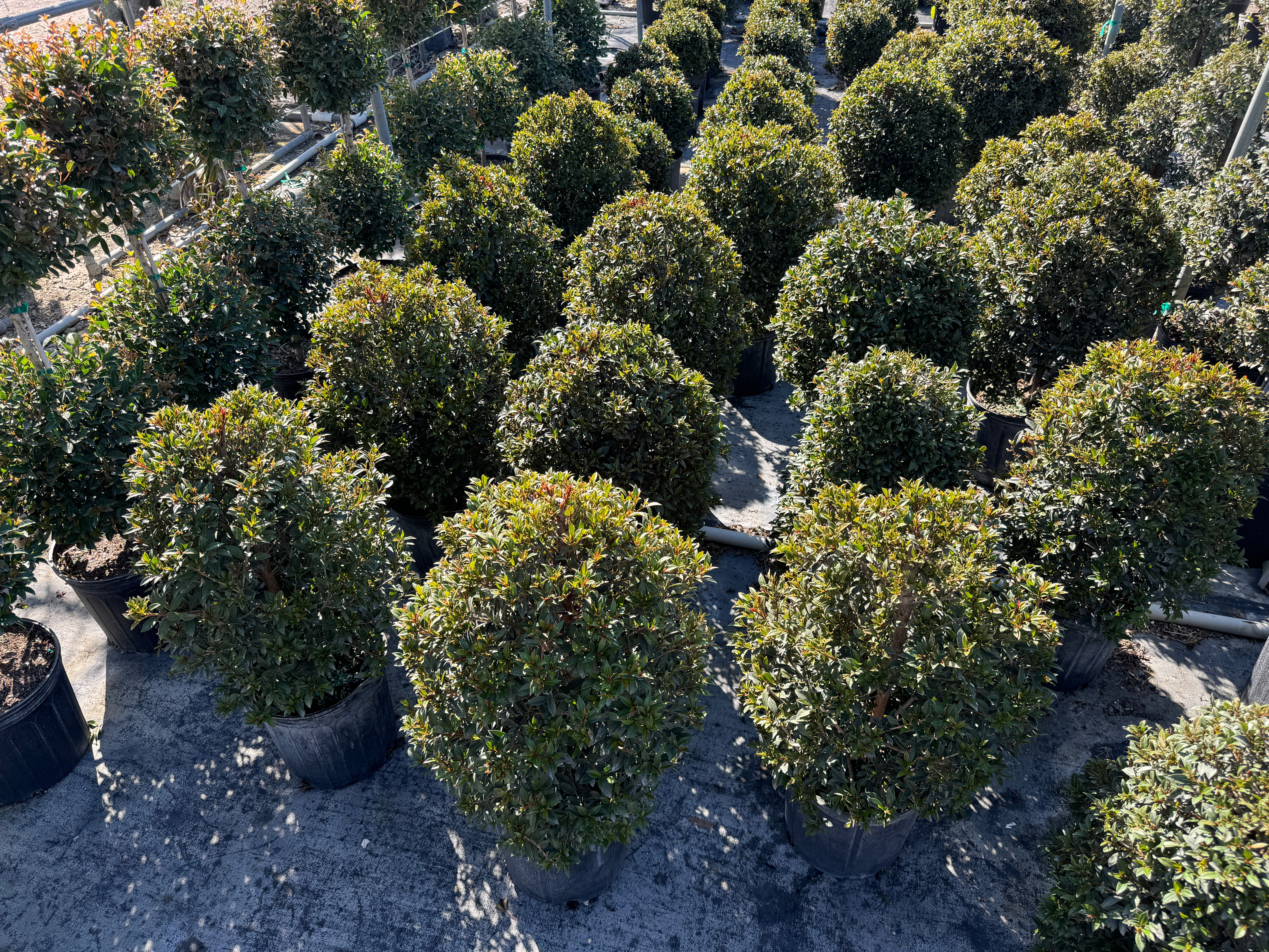 Topiary Eugenia Cosmic Egg Shape - Image 6