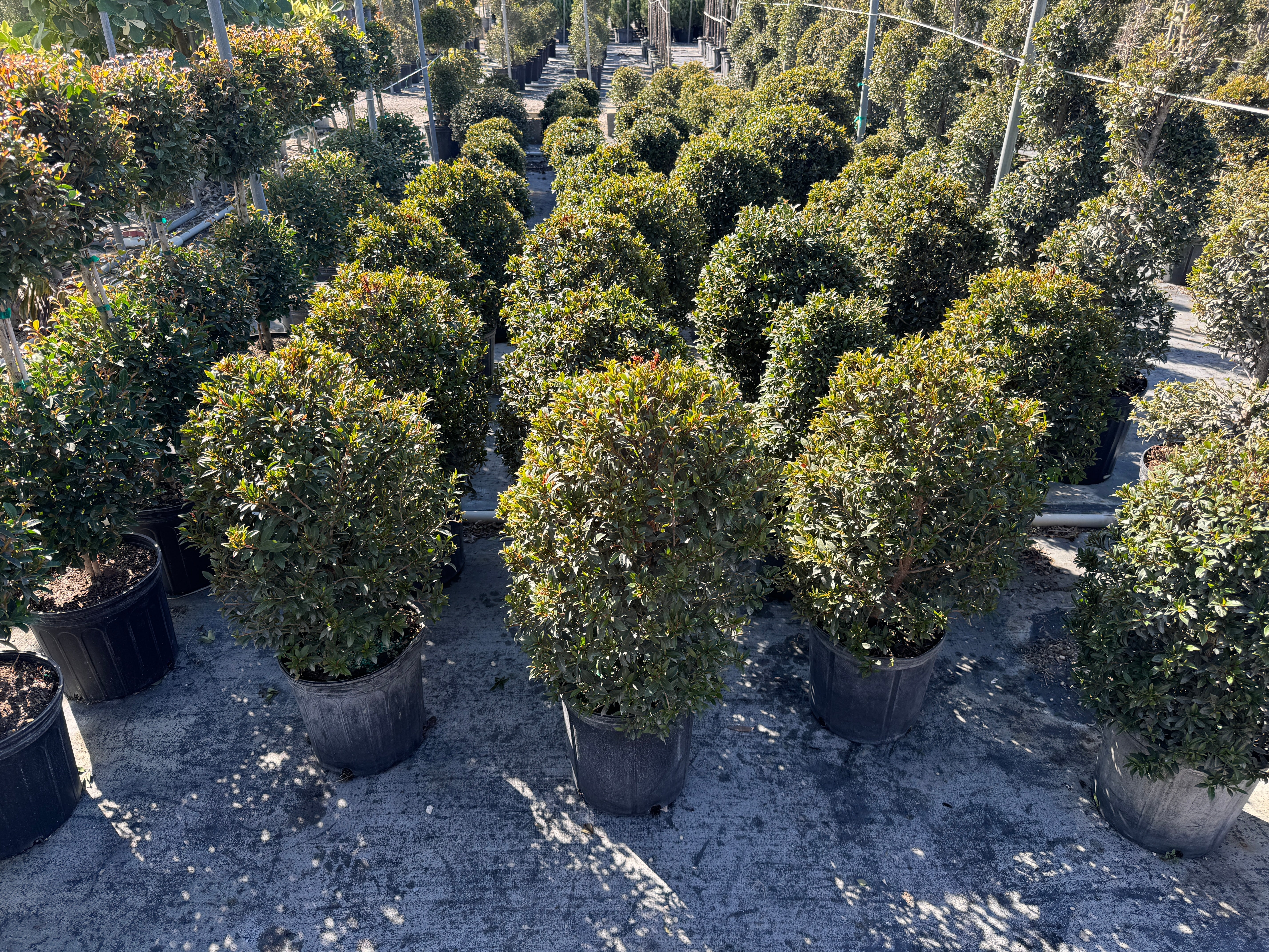 Topiary Eugenia Cosmic Egg Shape - Image 7