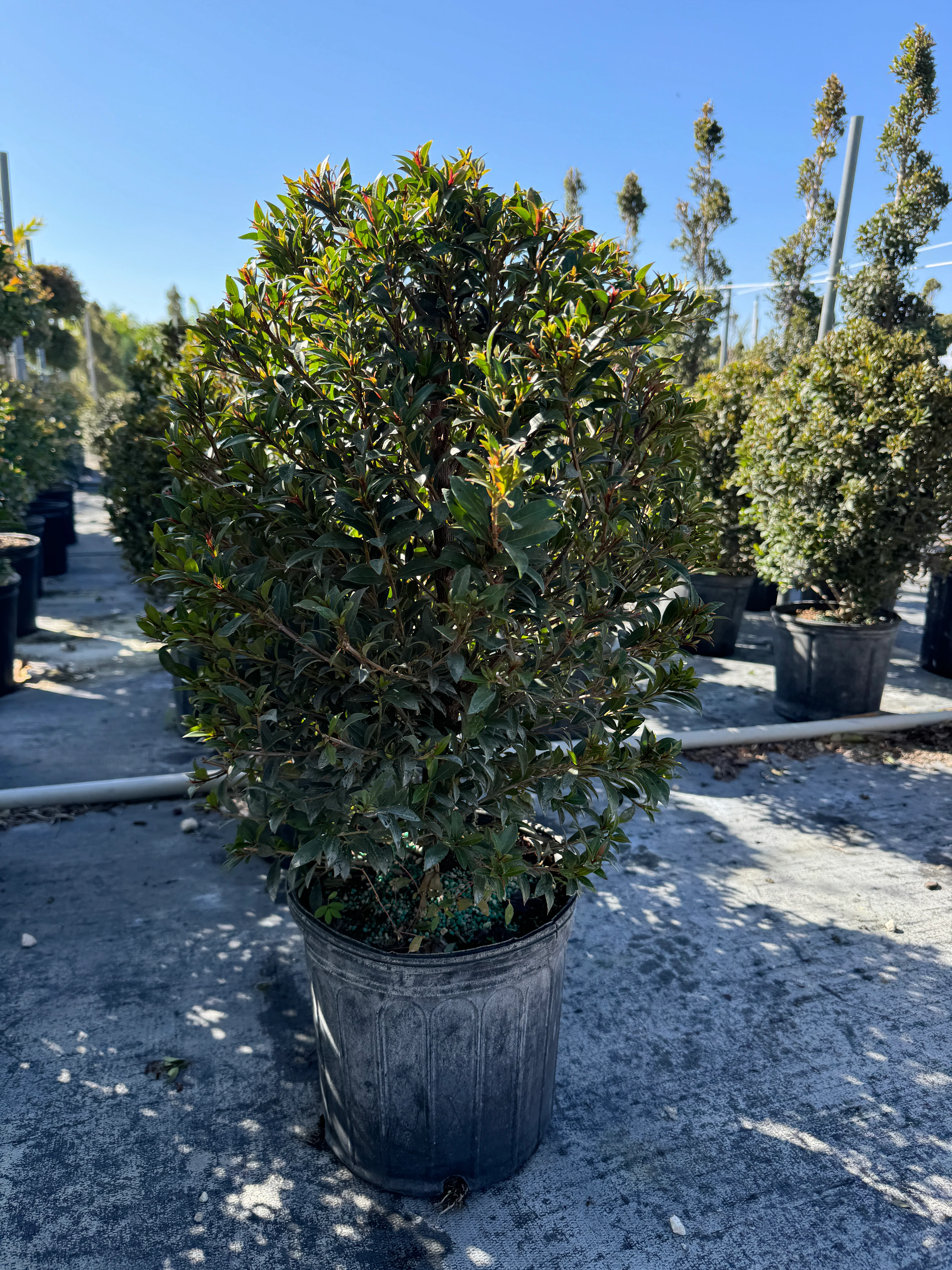 Topiary Eugenia Cosmic Egg Shape - Image 8