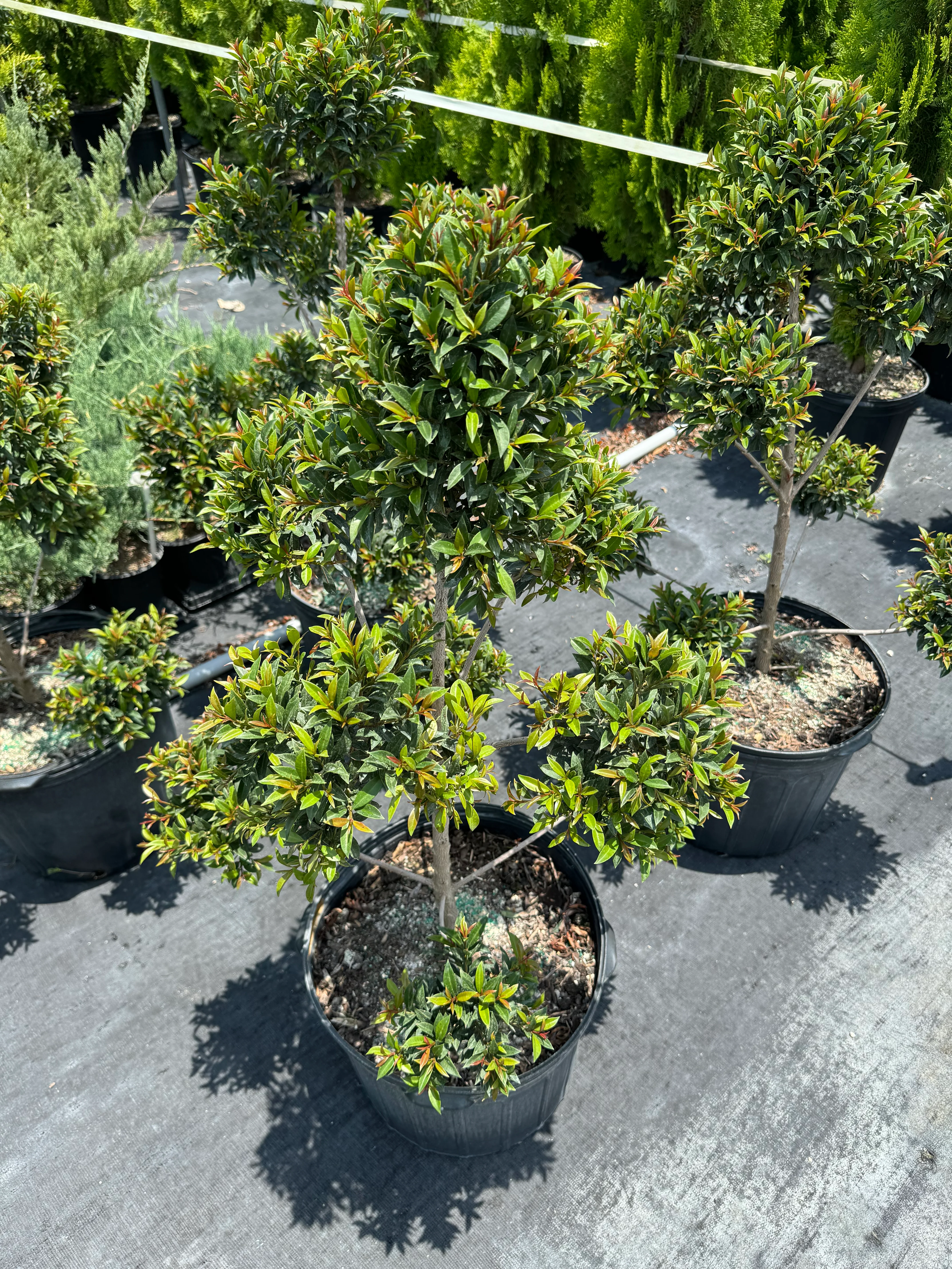 Topiary Eugenia Pom Pom Cosmic Egg Shape - Image 4