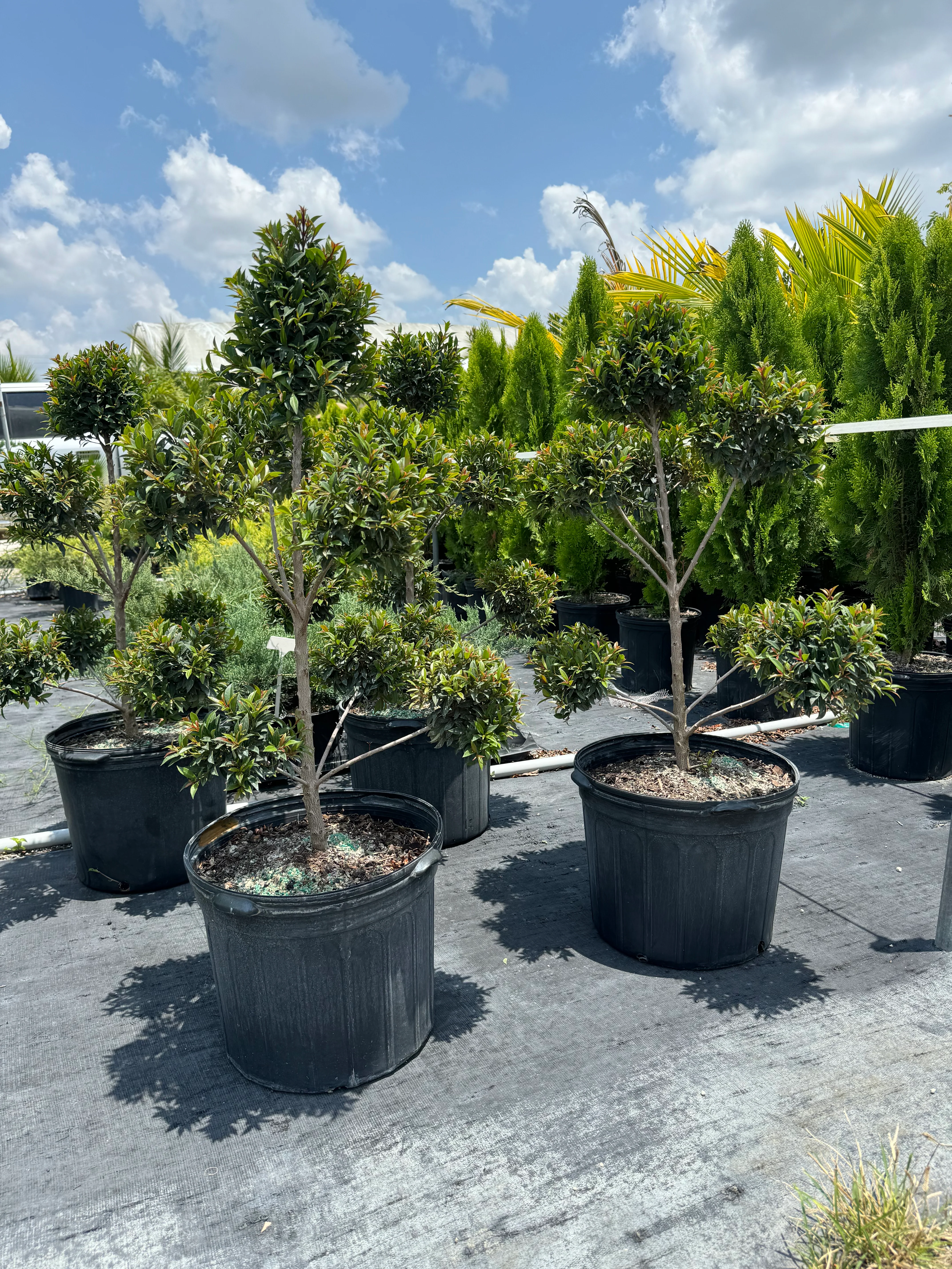 Topiary Eugenia Pom Pom Cosmic Egg Shape - Image 5