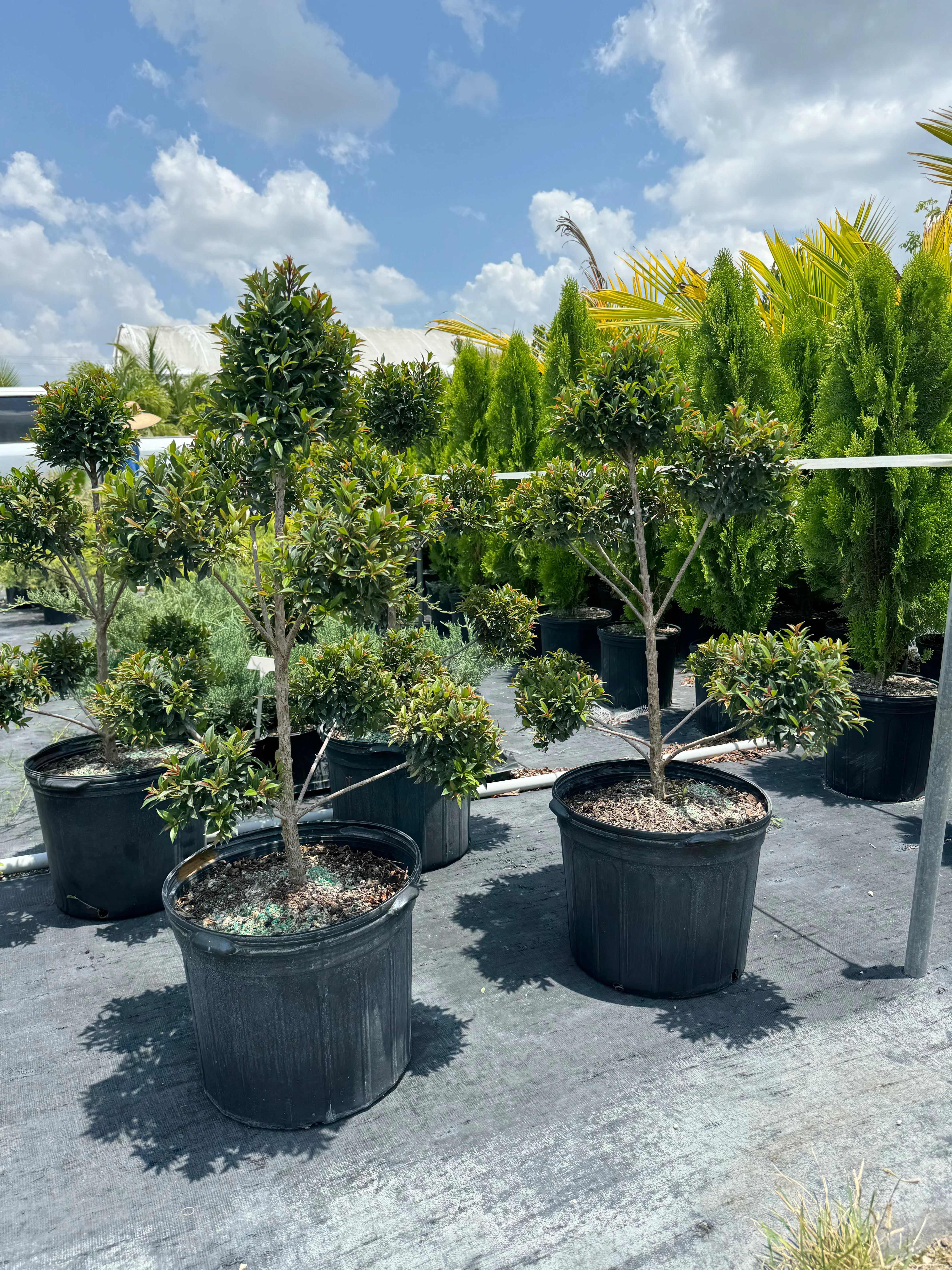 Topiary Eugenia Pom Pom Cosmic Egg Shape - Image 6