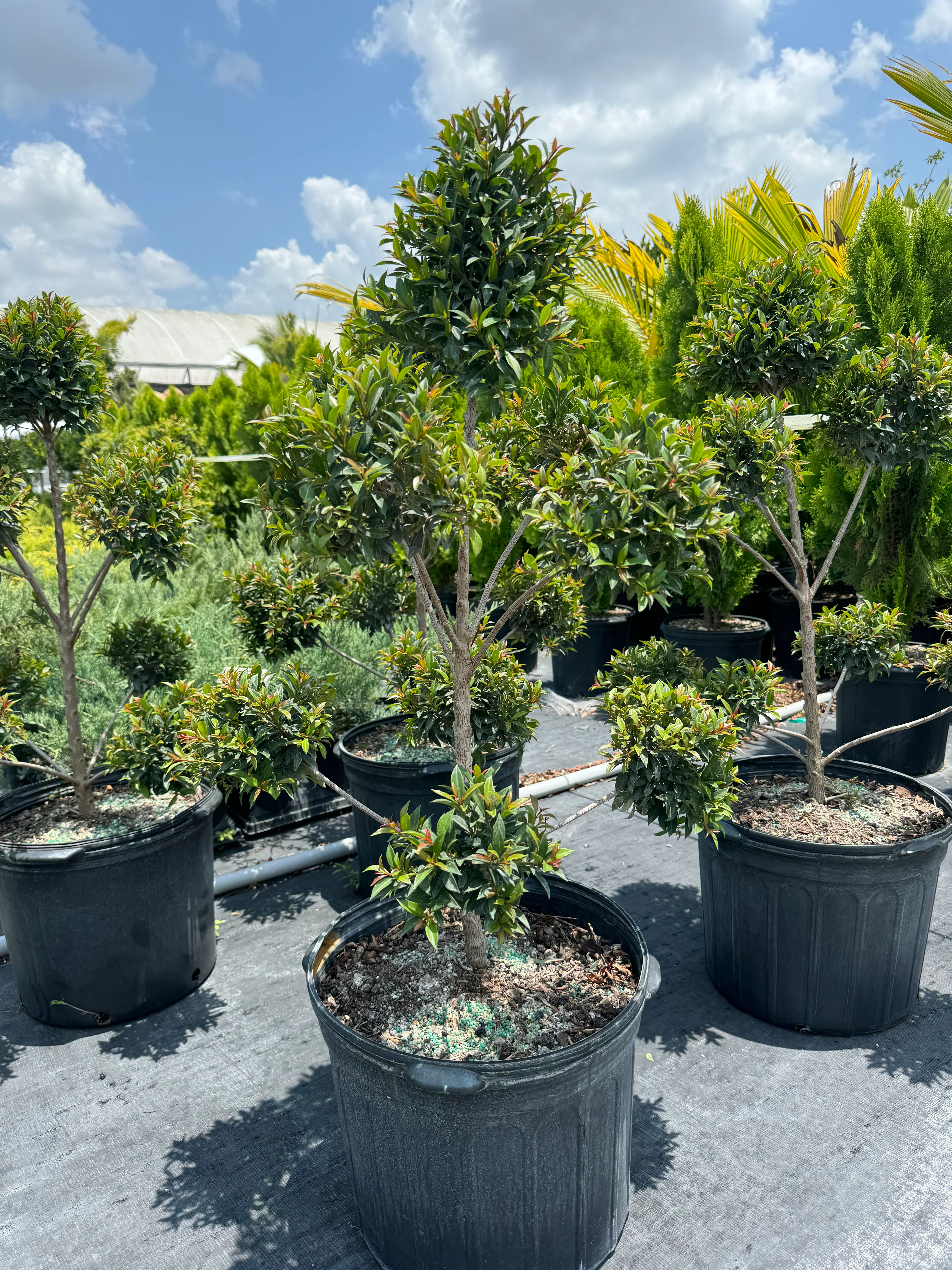 Topiary Eugenia Pom Pom Cosmic Egg Shape - Image 7