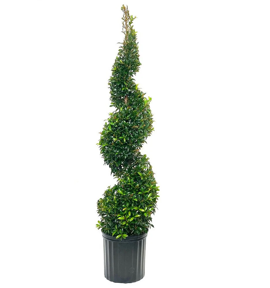 Topiary Eugenia Spiral - Image 4