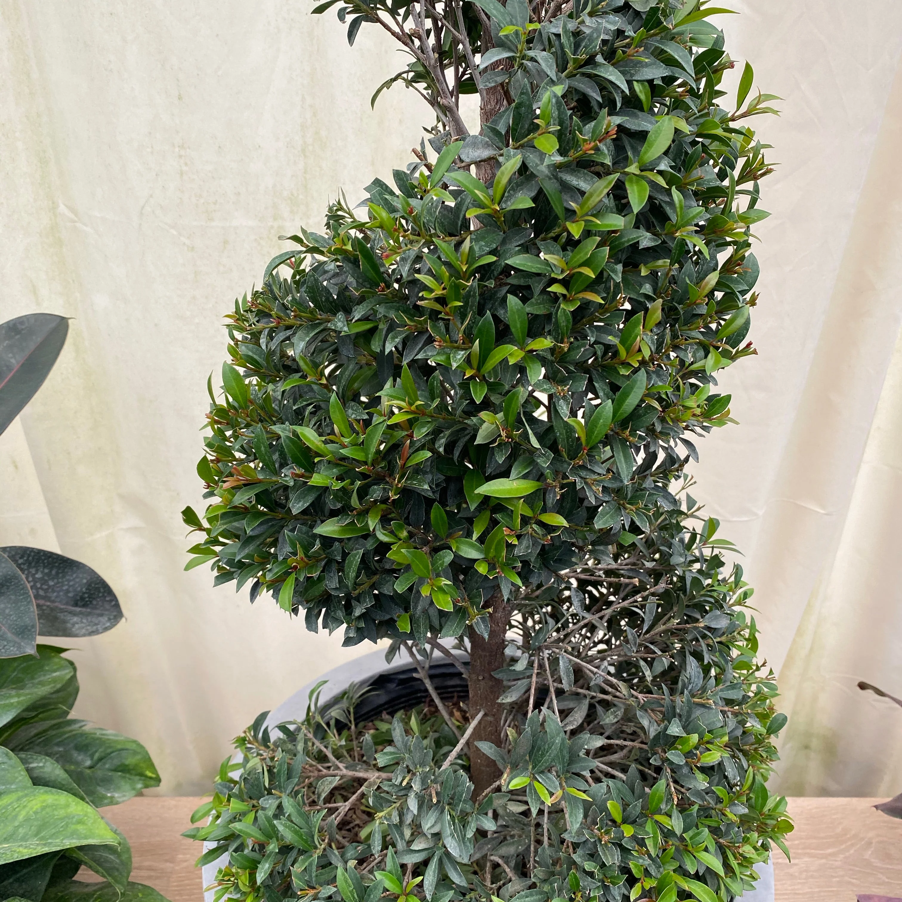 Topiary Eugenia Spiral - Image 5