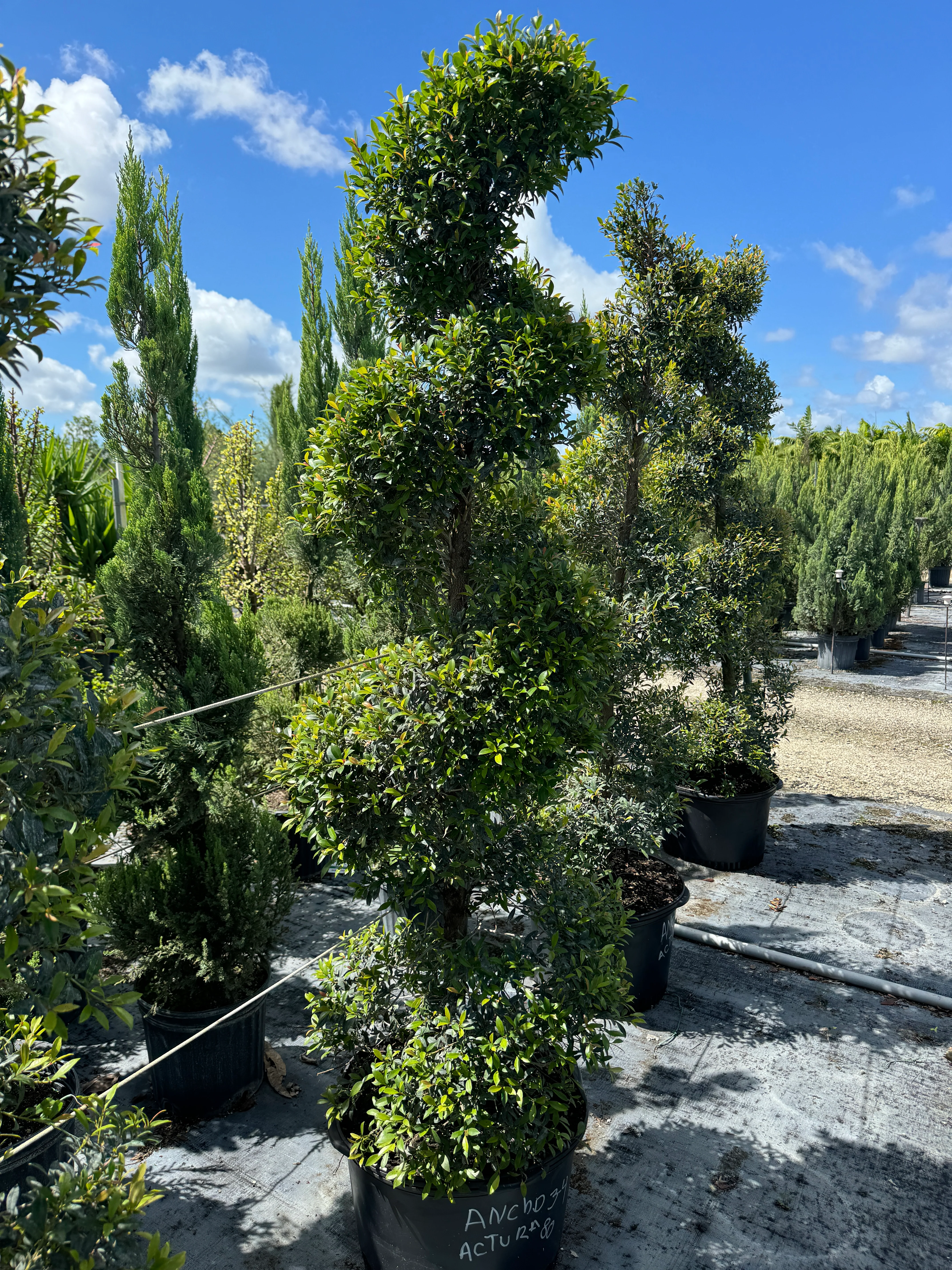Topiary Eugenia Spiral - Image 8