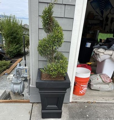 Topiary Eugenia Spiral, Tree Form - Image 3