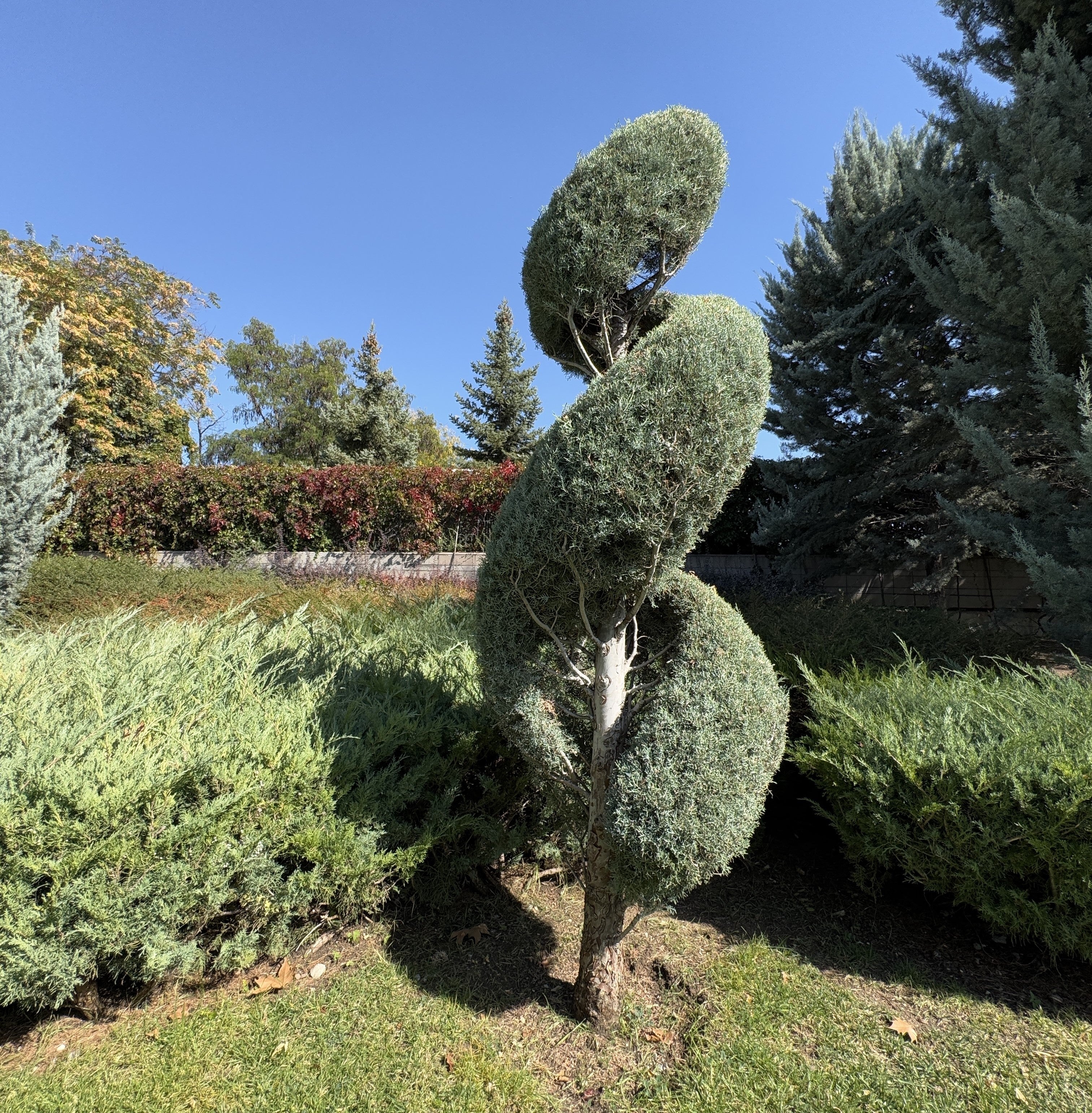Topiary Eugenia Spiral, Tree Form - Image 4