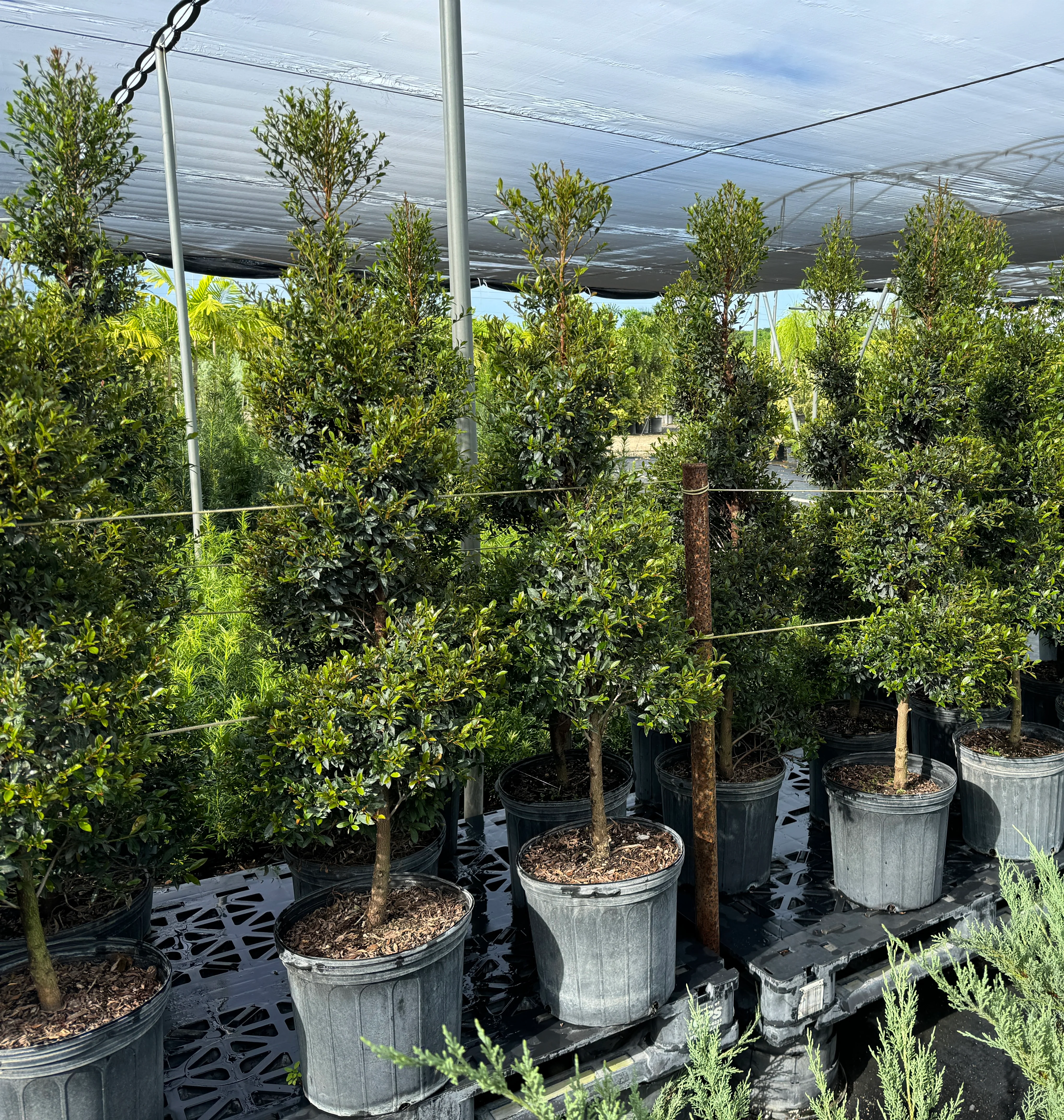 Topiary Eugenia Spiral, Tree Form - Image 5