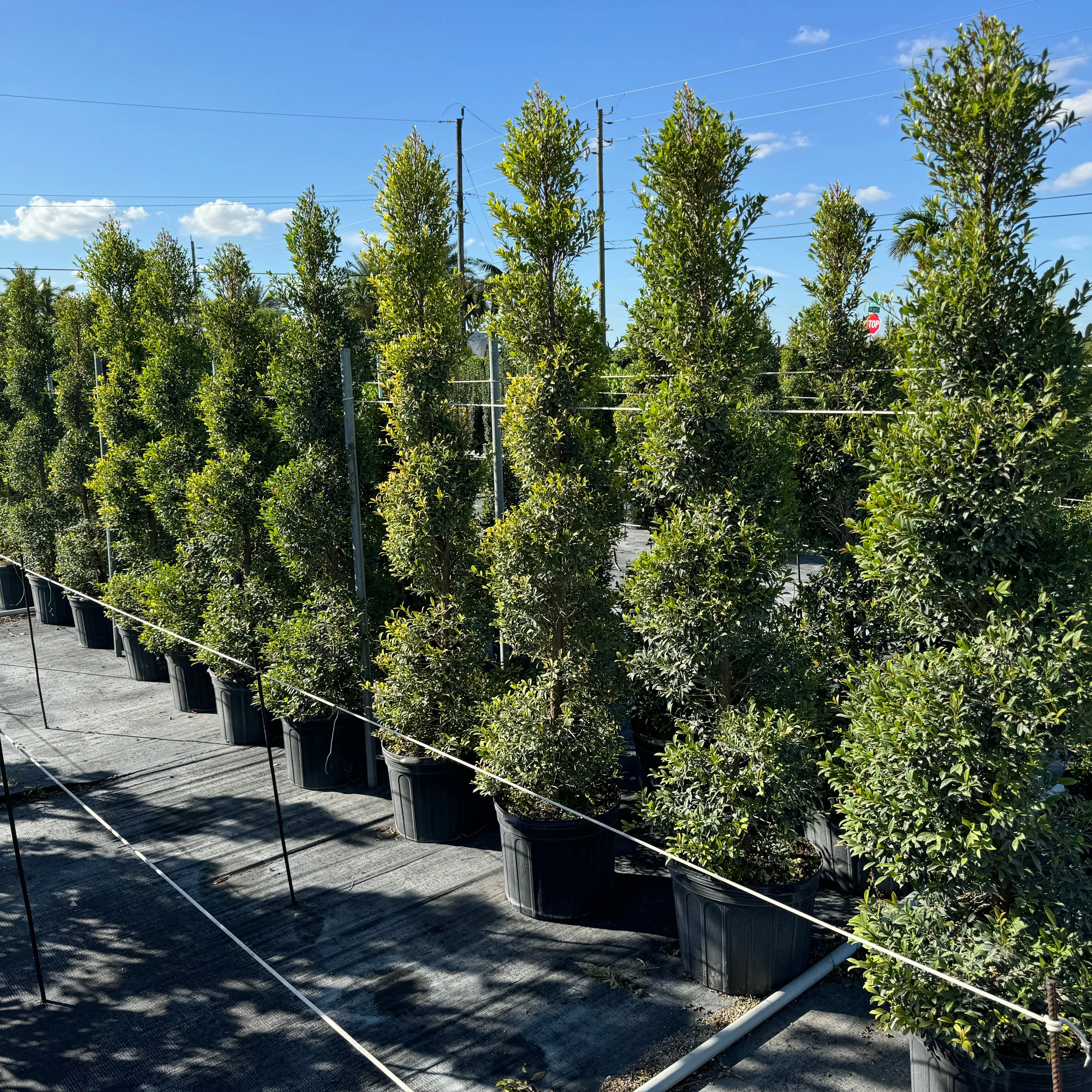 Topiary Eugenia Spiral - Image 7