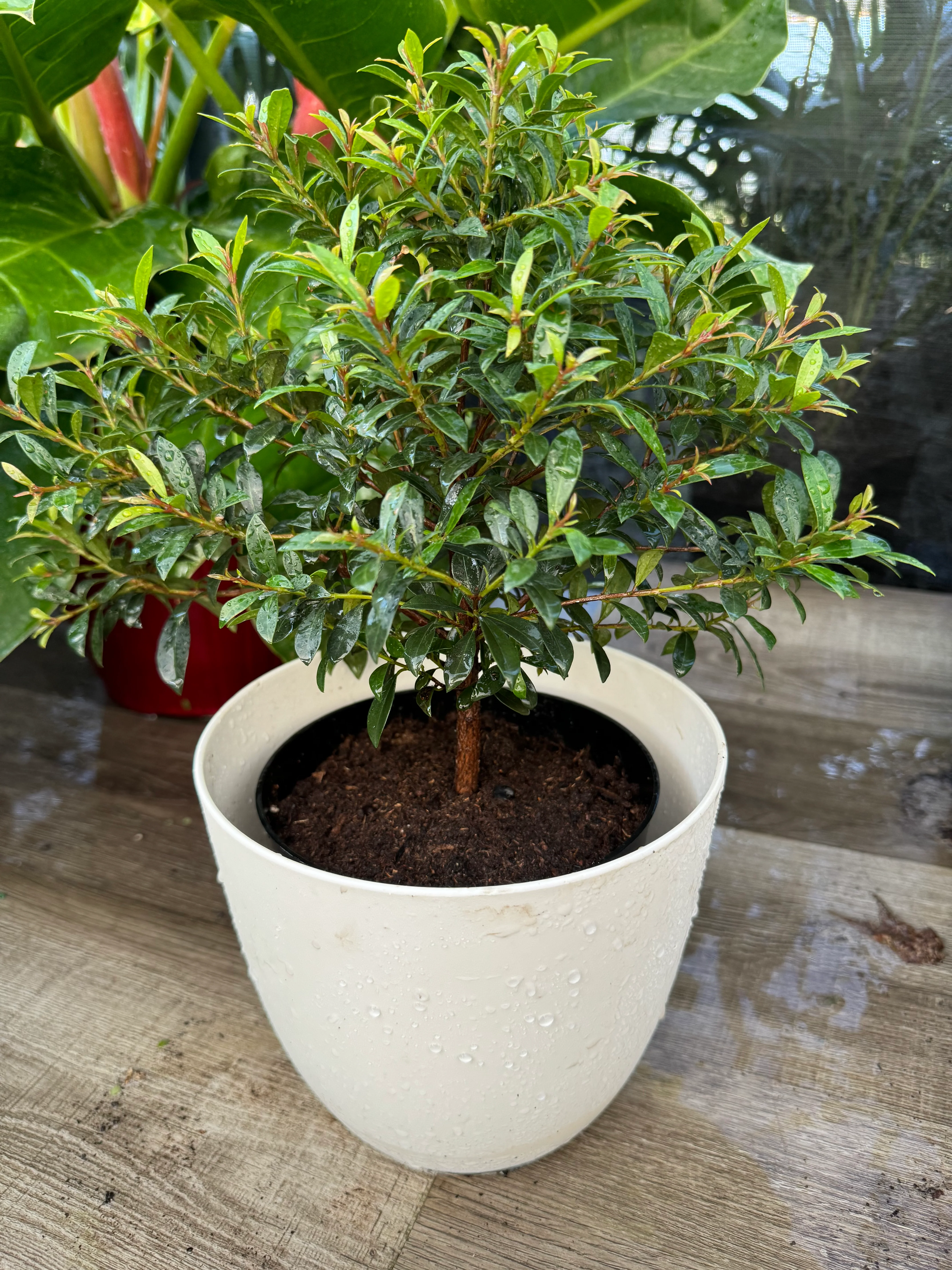 Topiary Eugenia Bonsai Tree Form - Image 4