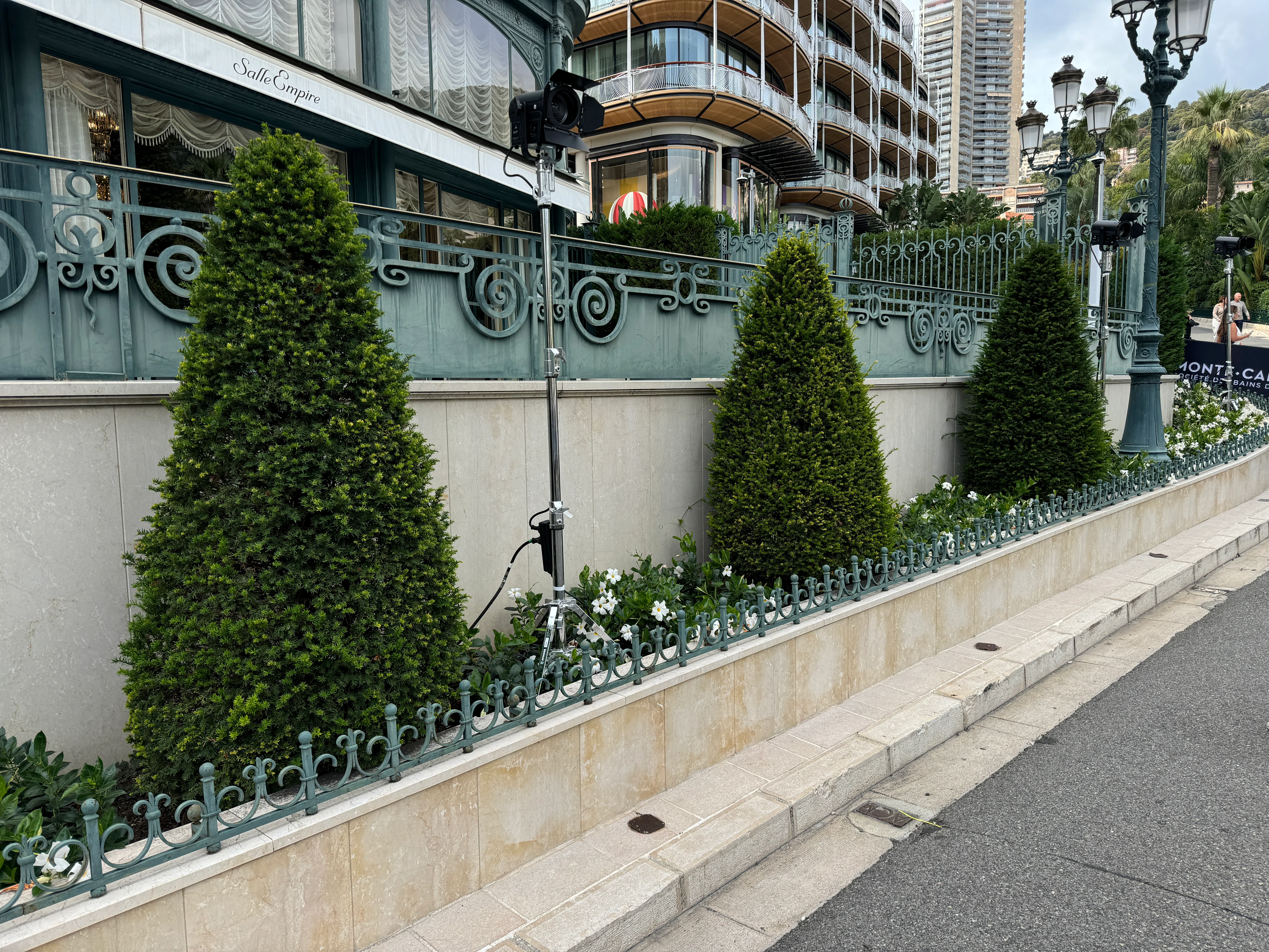 Topiary Eugenia Cone, Pyramid Tree - Image 10