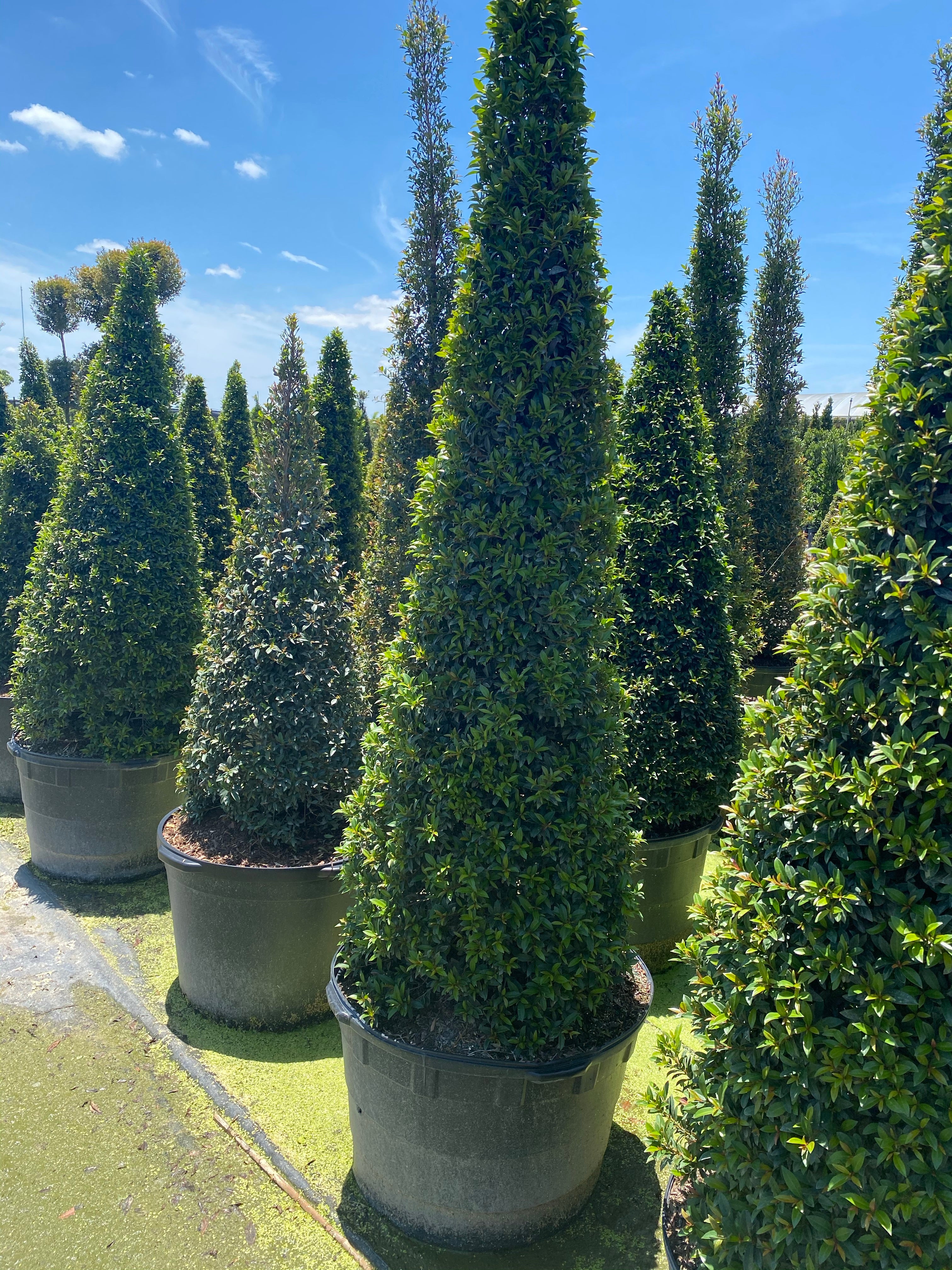 Topiary Eugenia Cone, Pyramid Tree - Image 4