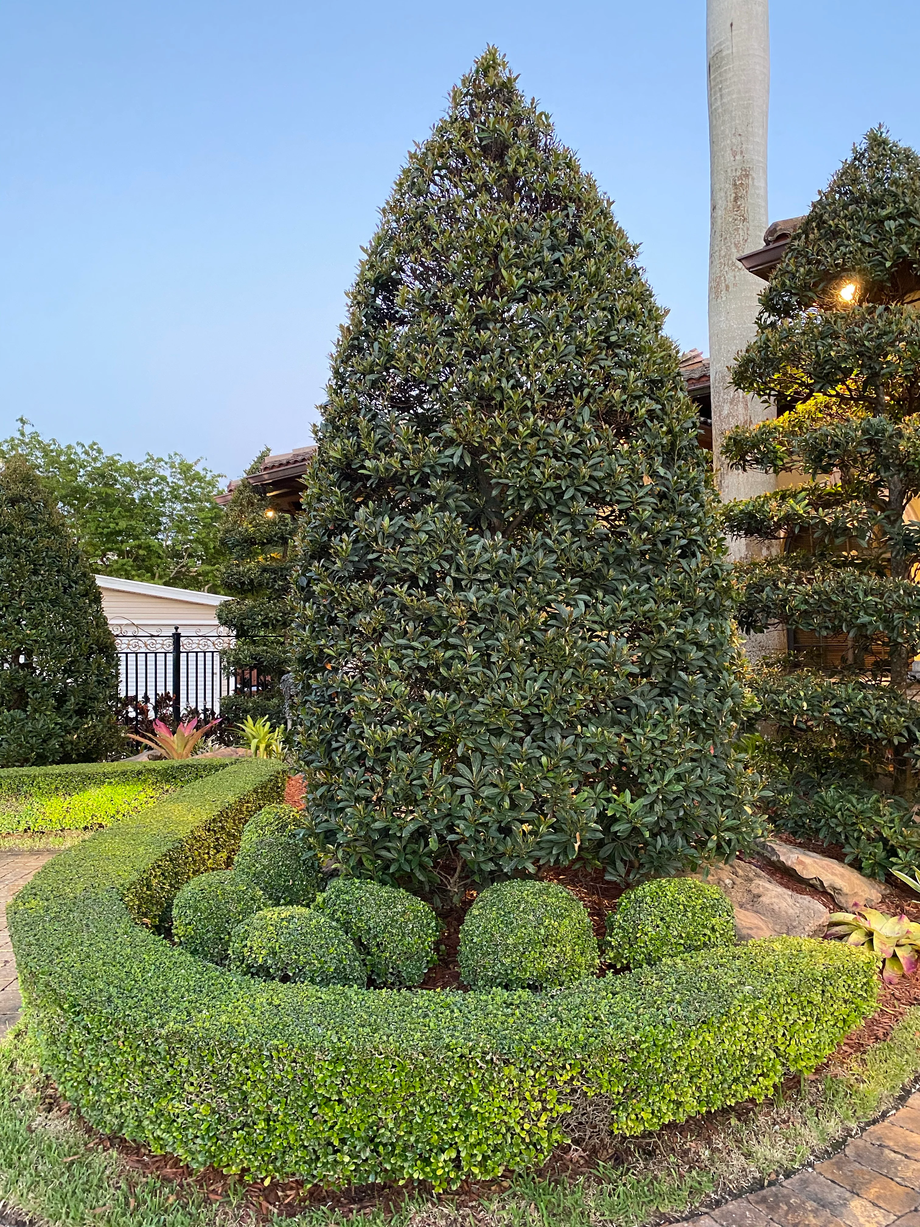 Topiary Eugenia Cone, Pyramid Tree - Image 6