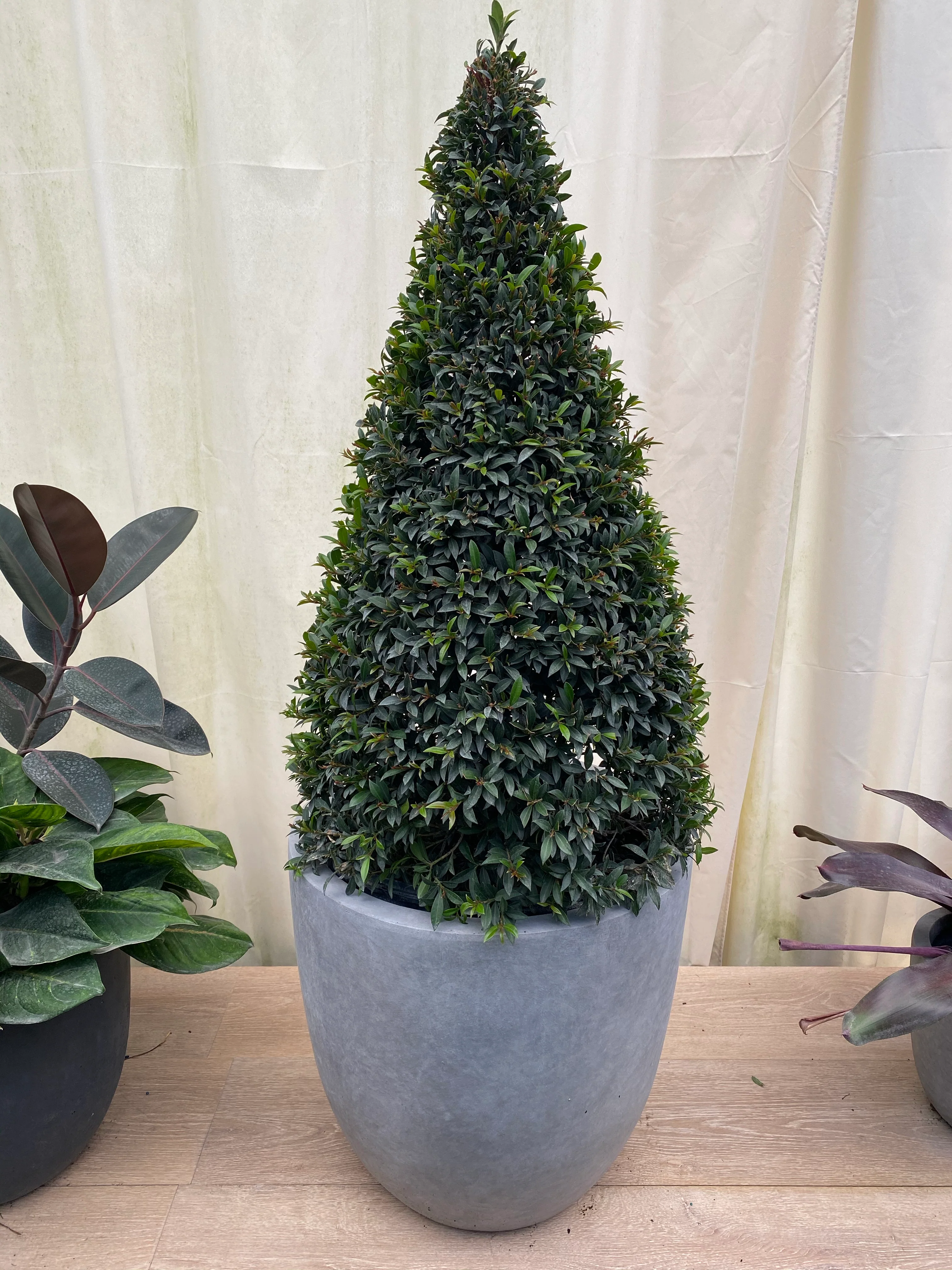 Topiary Eugenia Cone, Pyramid Tree - Image 7