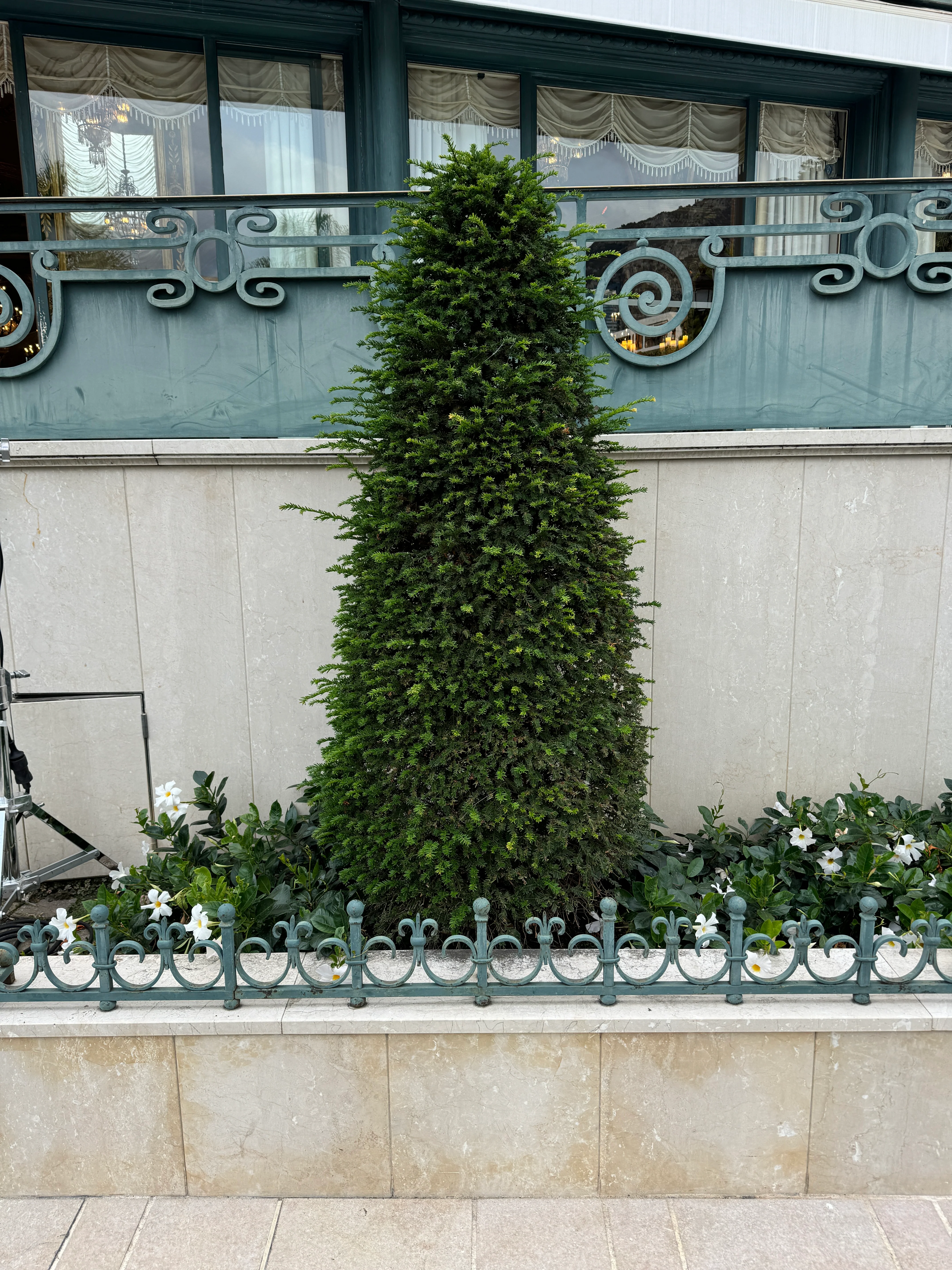 Topiary Eugenia Cone, Pyramid Tree - Image 9