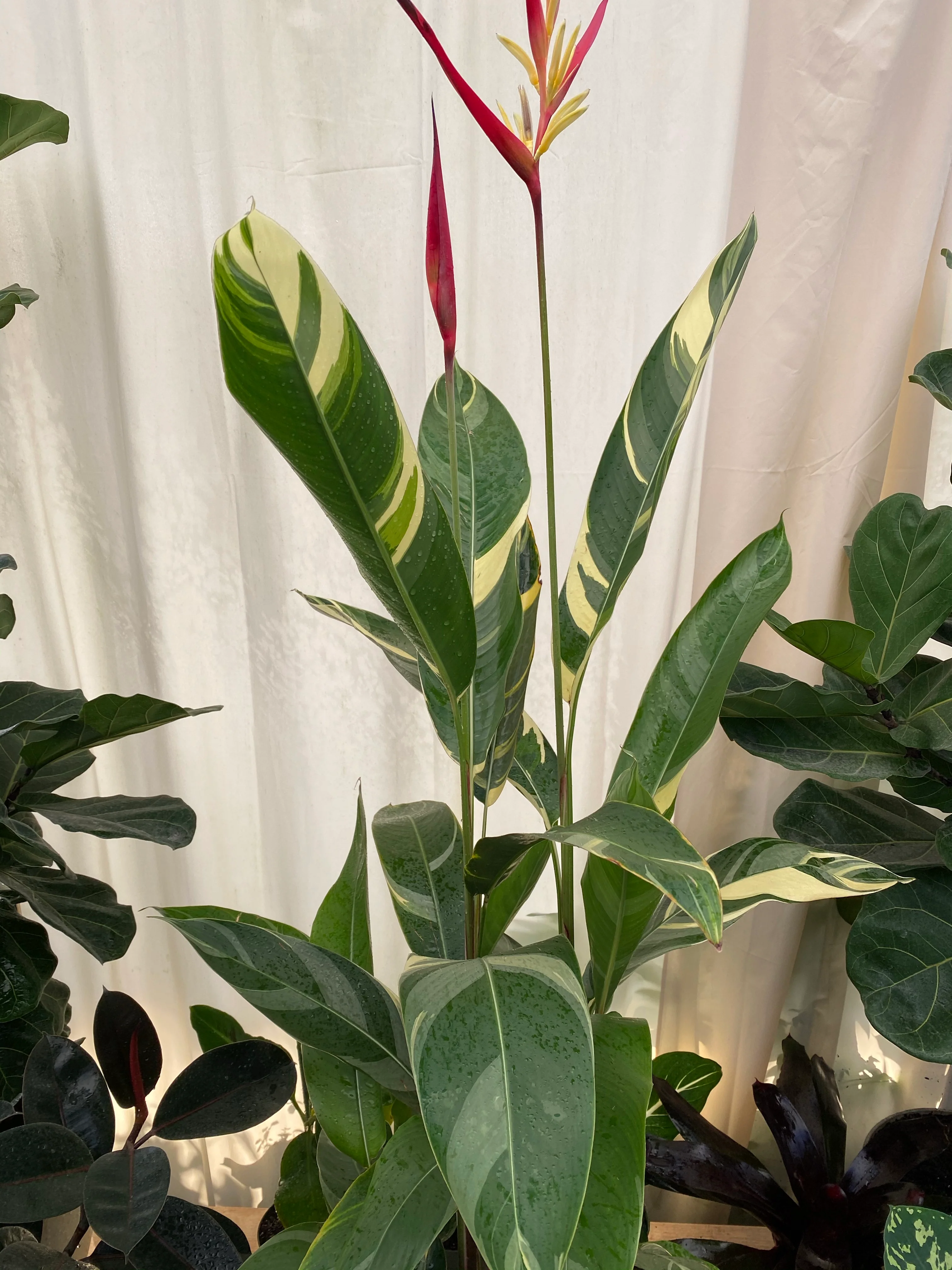 Variegated Heliconia Lady Di - Image 3