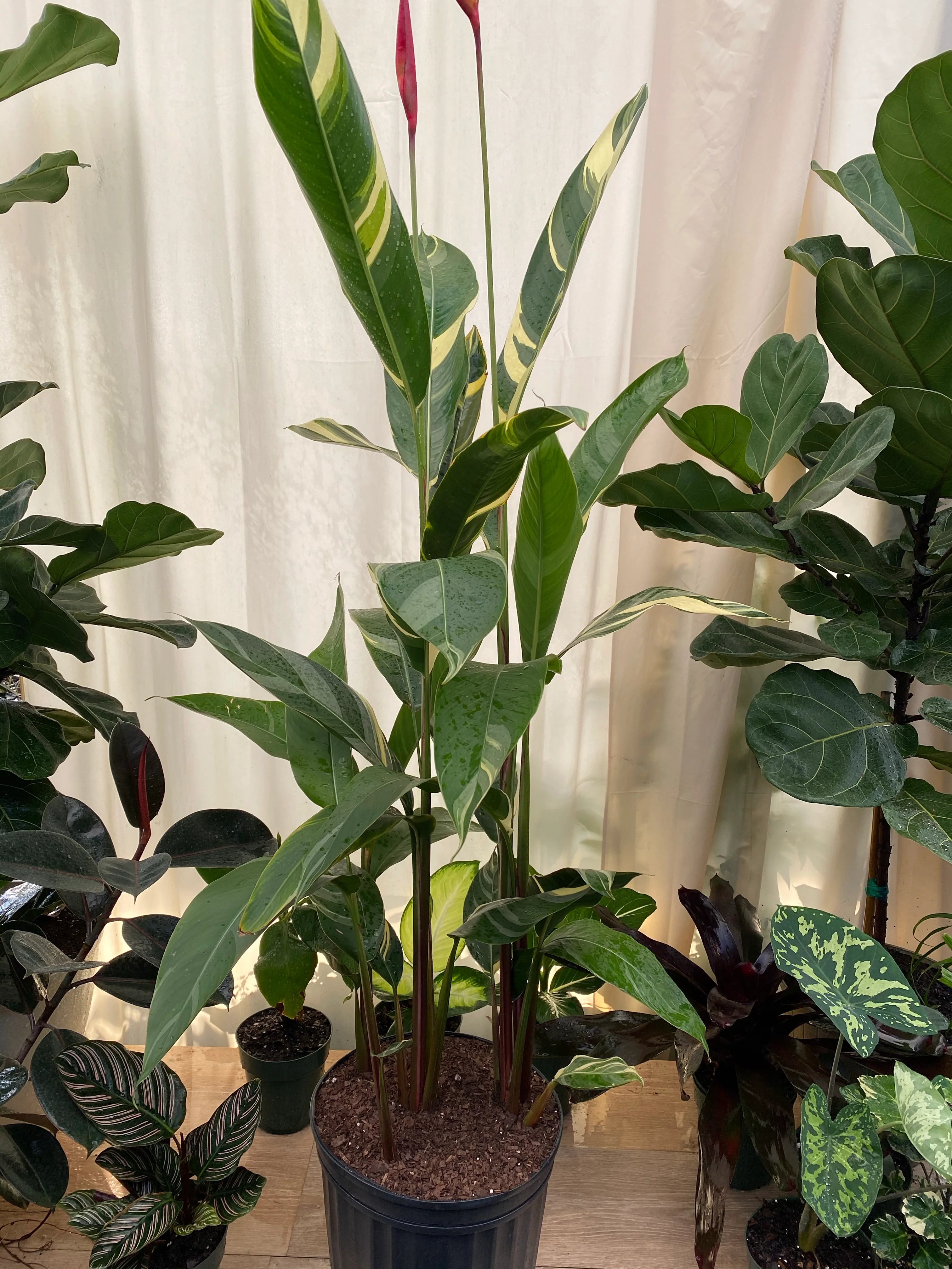 Variegated Heliconia Lady Di - Image 4