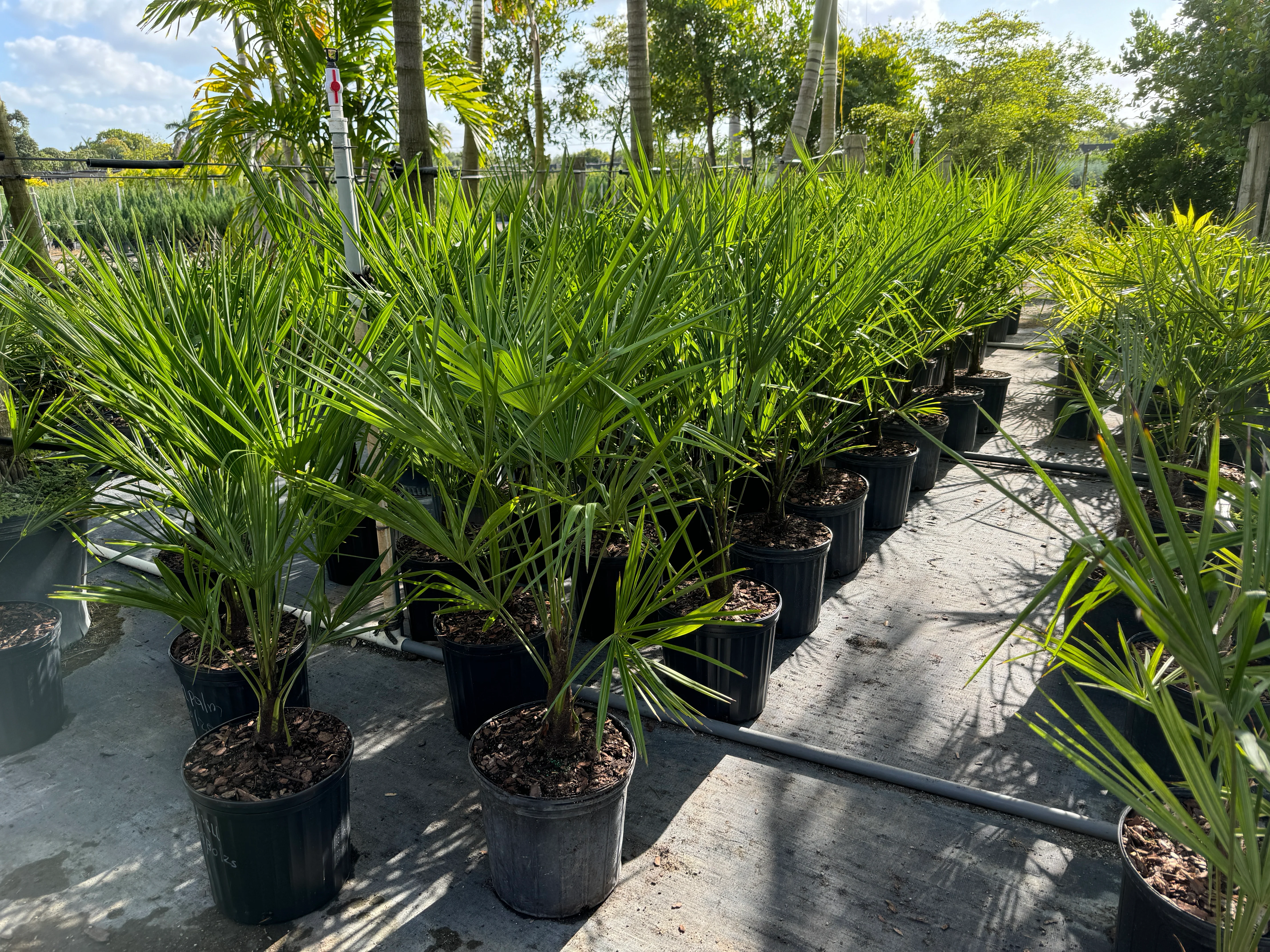 Windmill Palm Tree, Cold Hardy Fortune Palm - Image 10