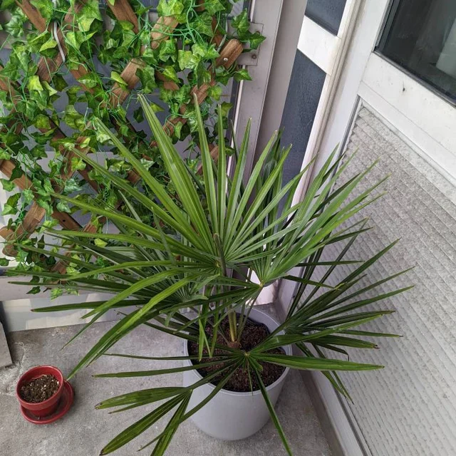 Windmill Palm Tree, Cold Hardy Fortune Palm - Image 3