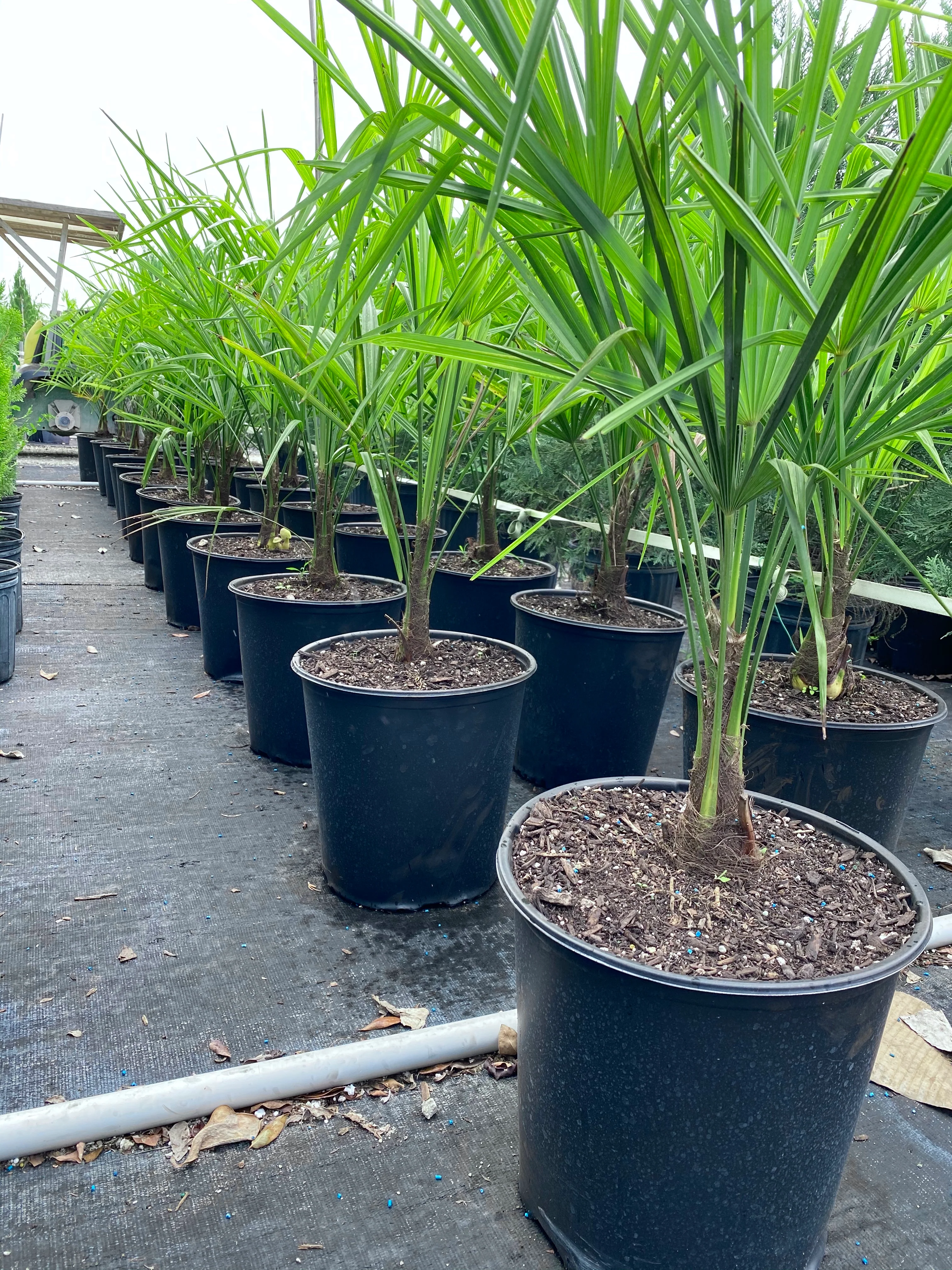 Windmill Palm Tree, Cold Hardy Fortune Palm - Image 7