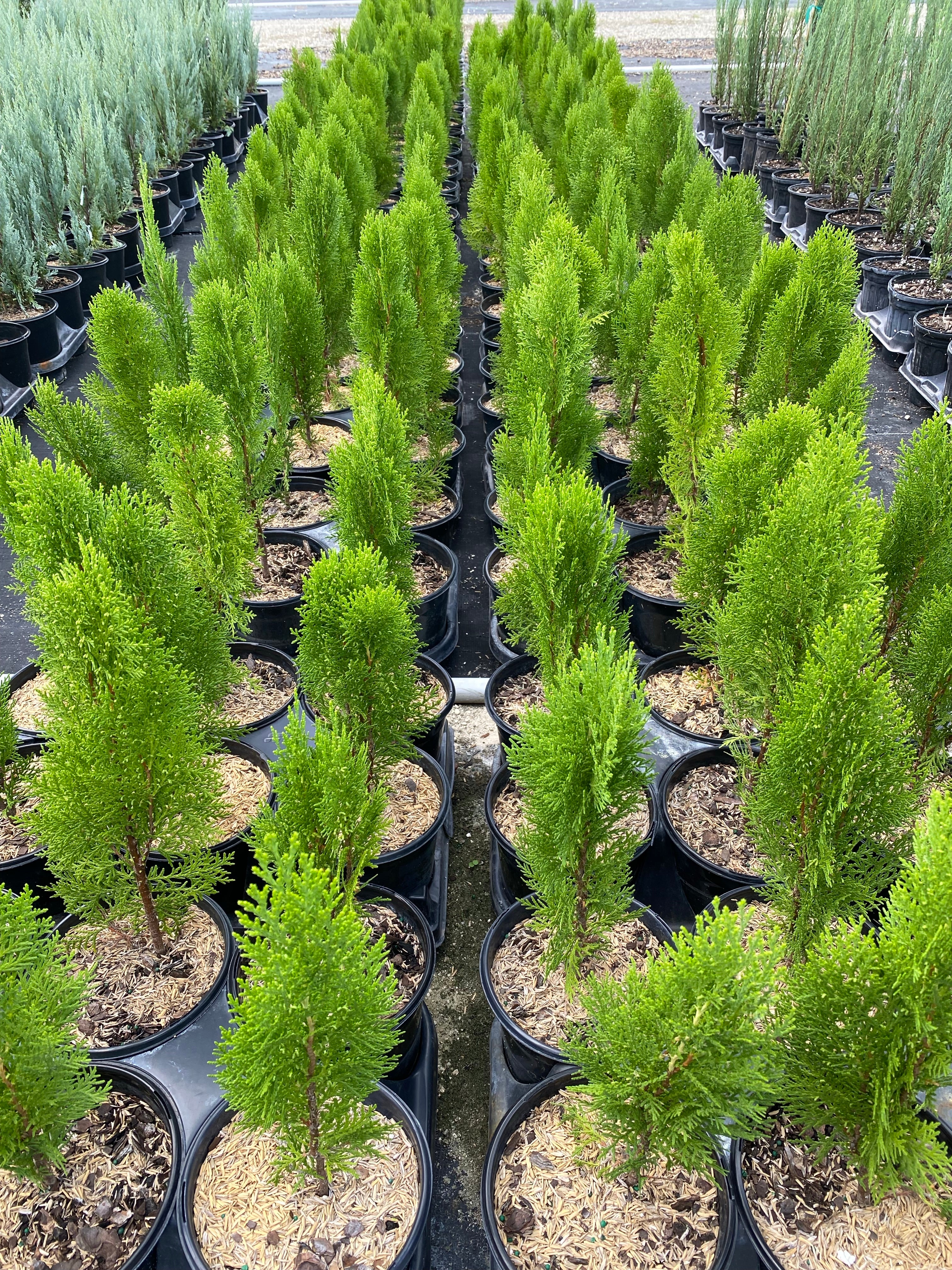 Yellow Ribbon Arborvitae, Thuja occidentalis - Image 10