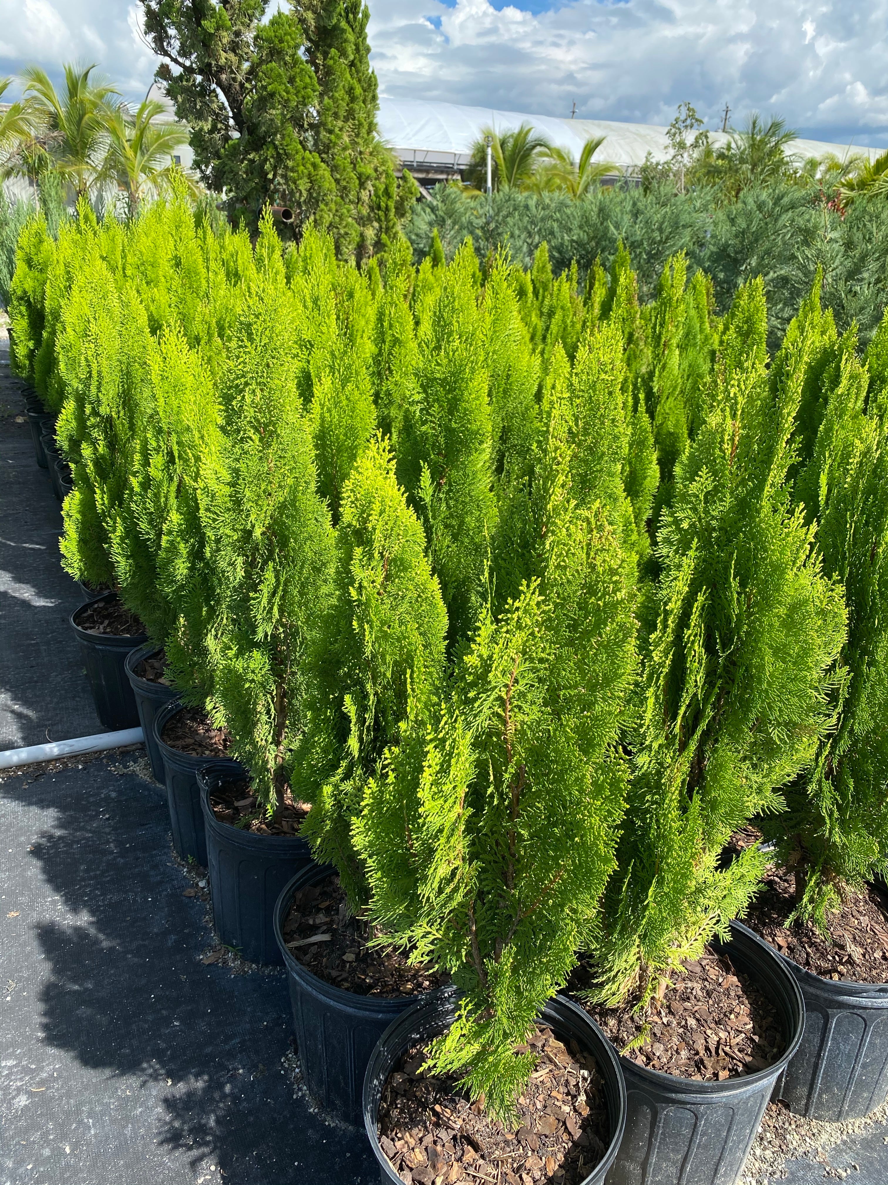 Yellow Ribbon Arborvitae, Thuja occidentalis - Image 8